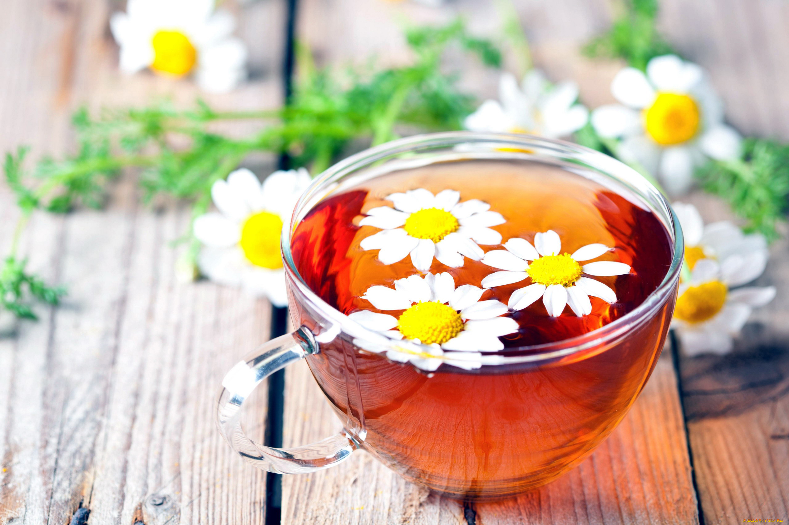 еда, напитки, , Чай, чашка, чай, ромашки
