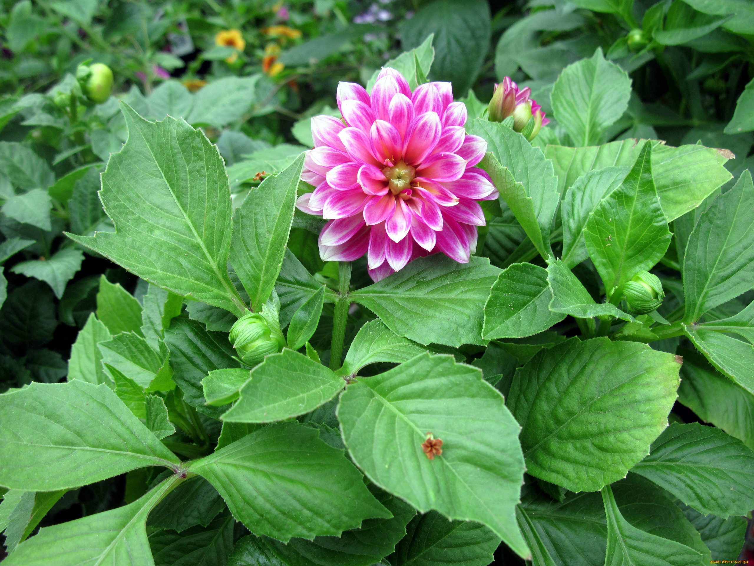 цветы, георгины, одиночка