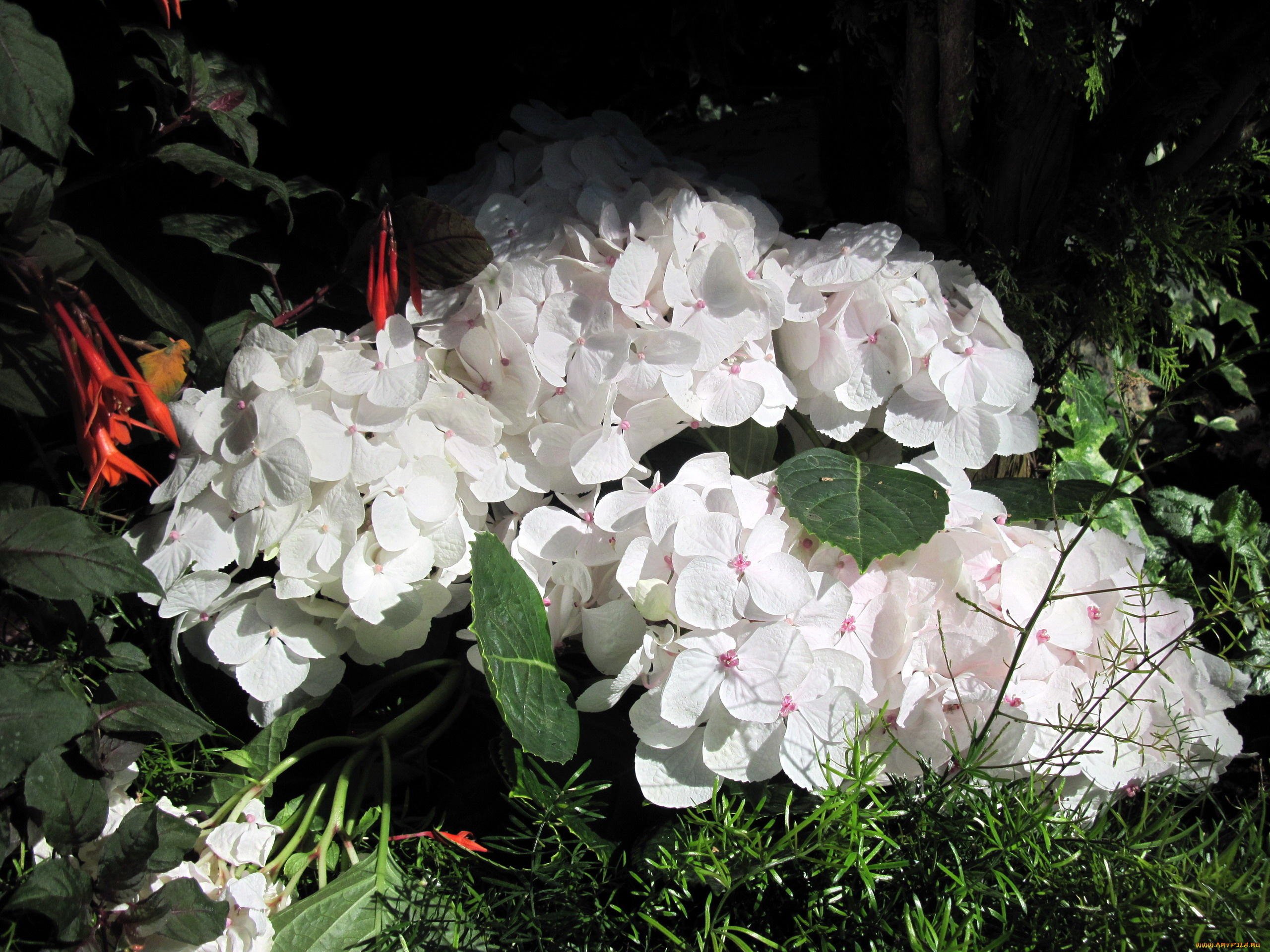 цветы, гортензия, белый