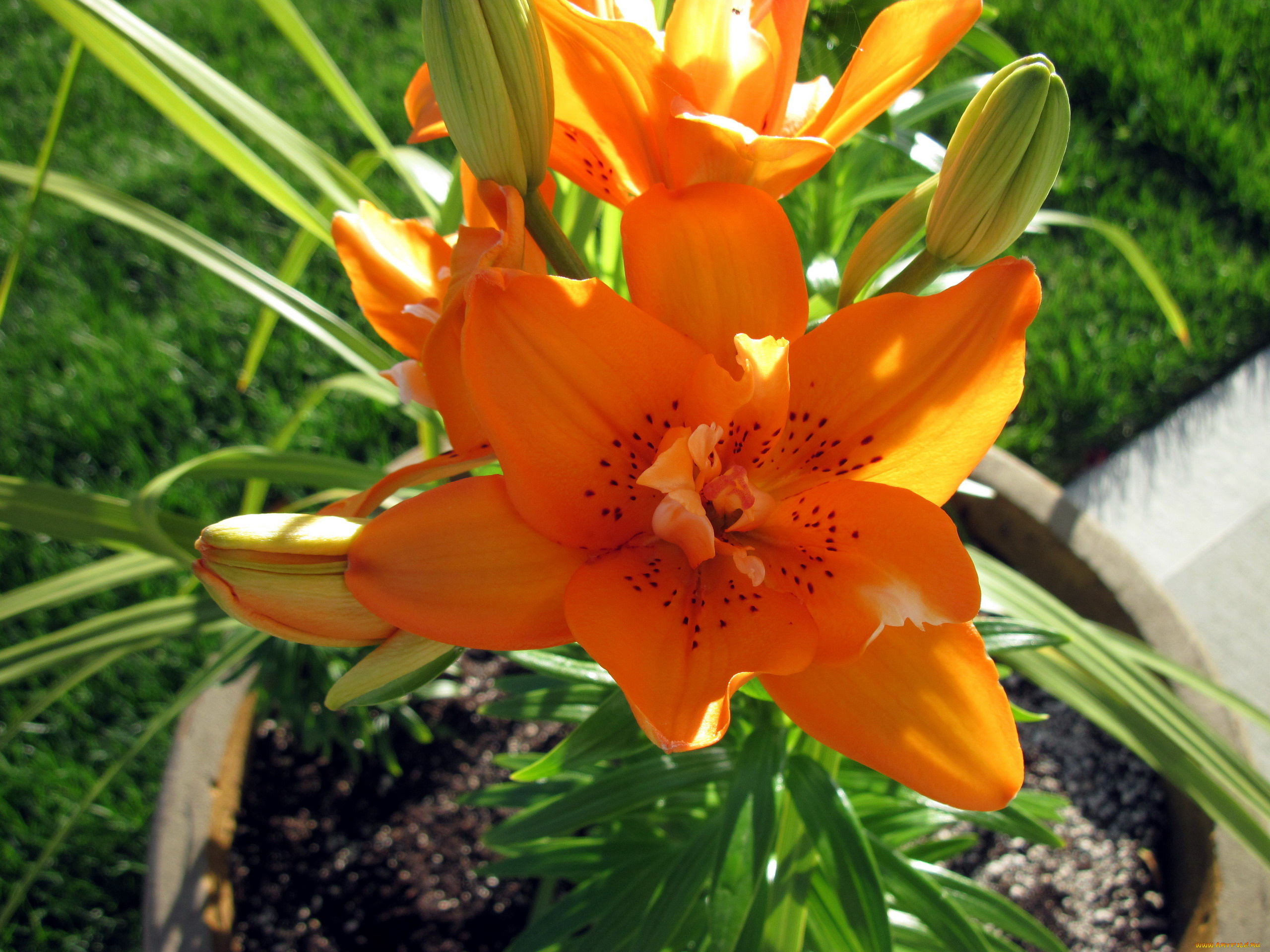 цветы, лилии, , лилейники, оранжевый