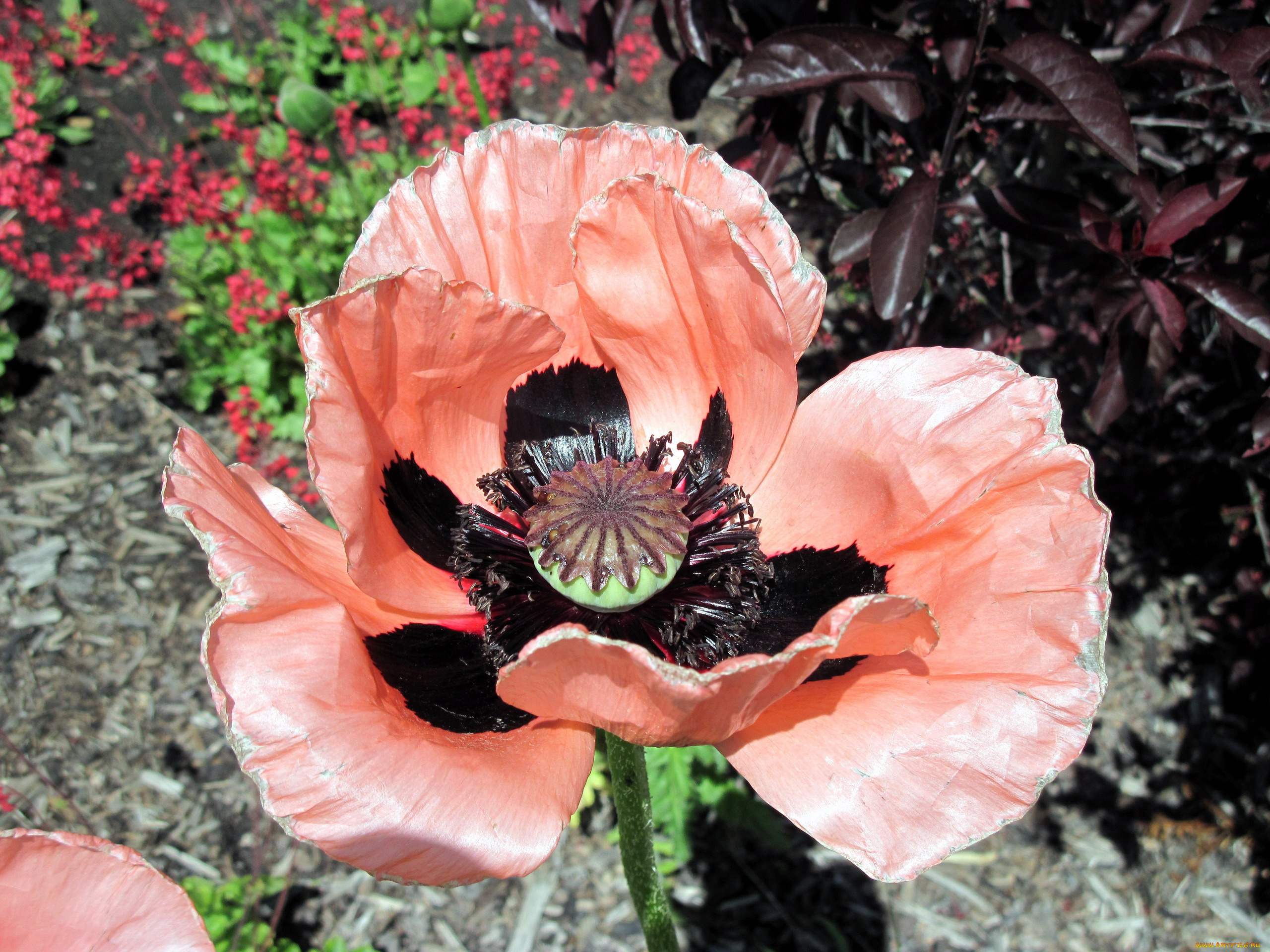 цветы, маки, макро