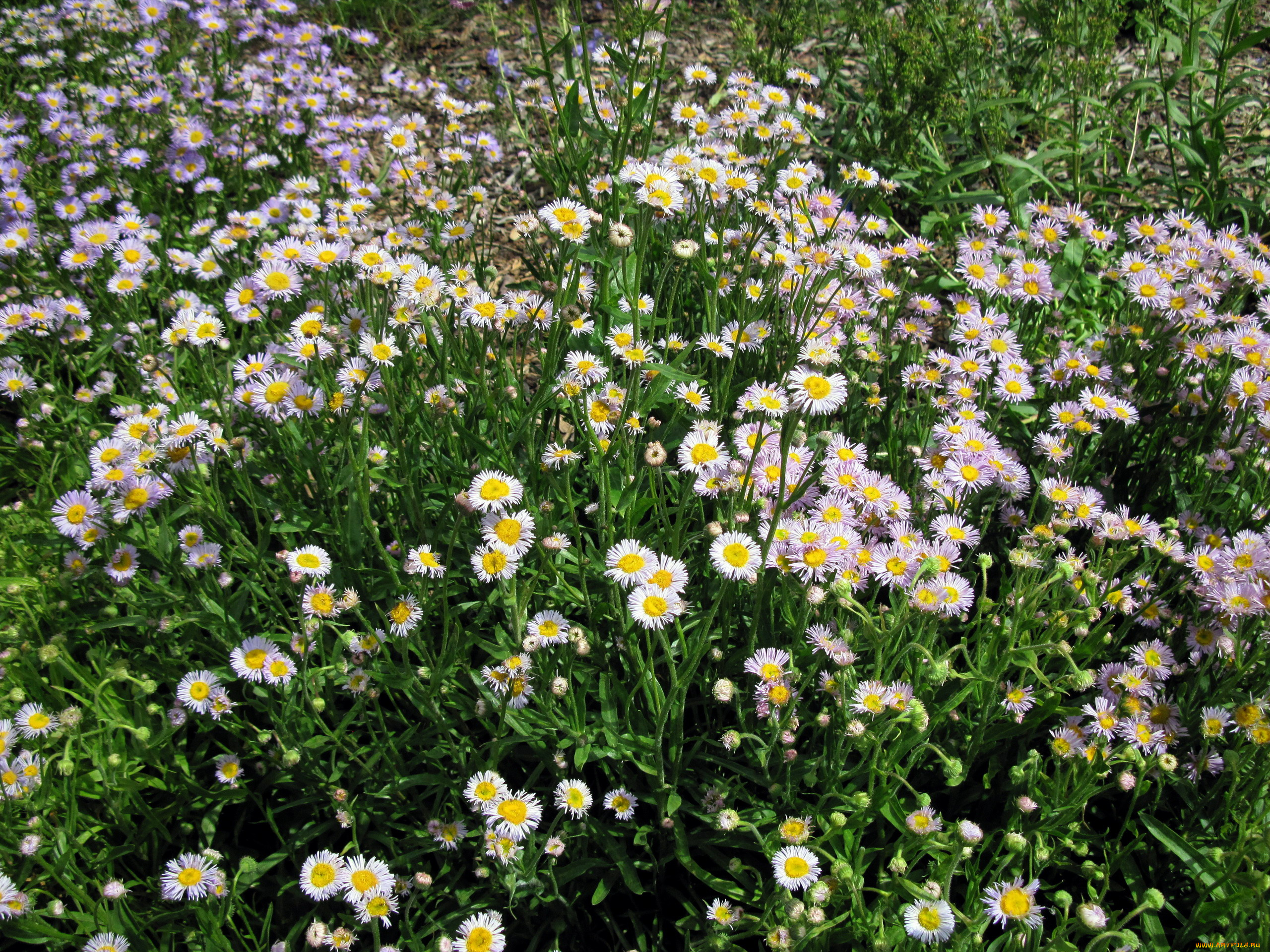 цветы, маргаритки, много