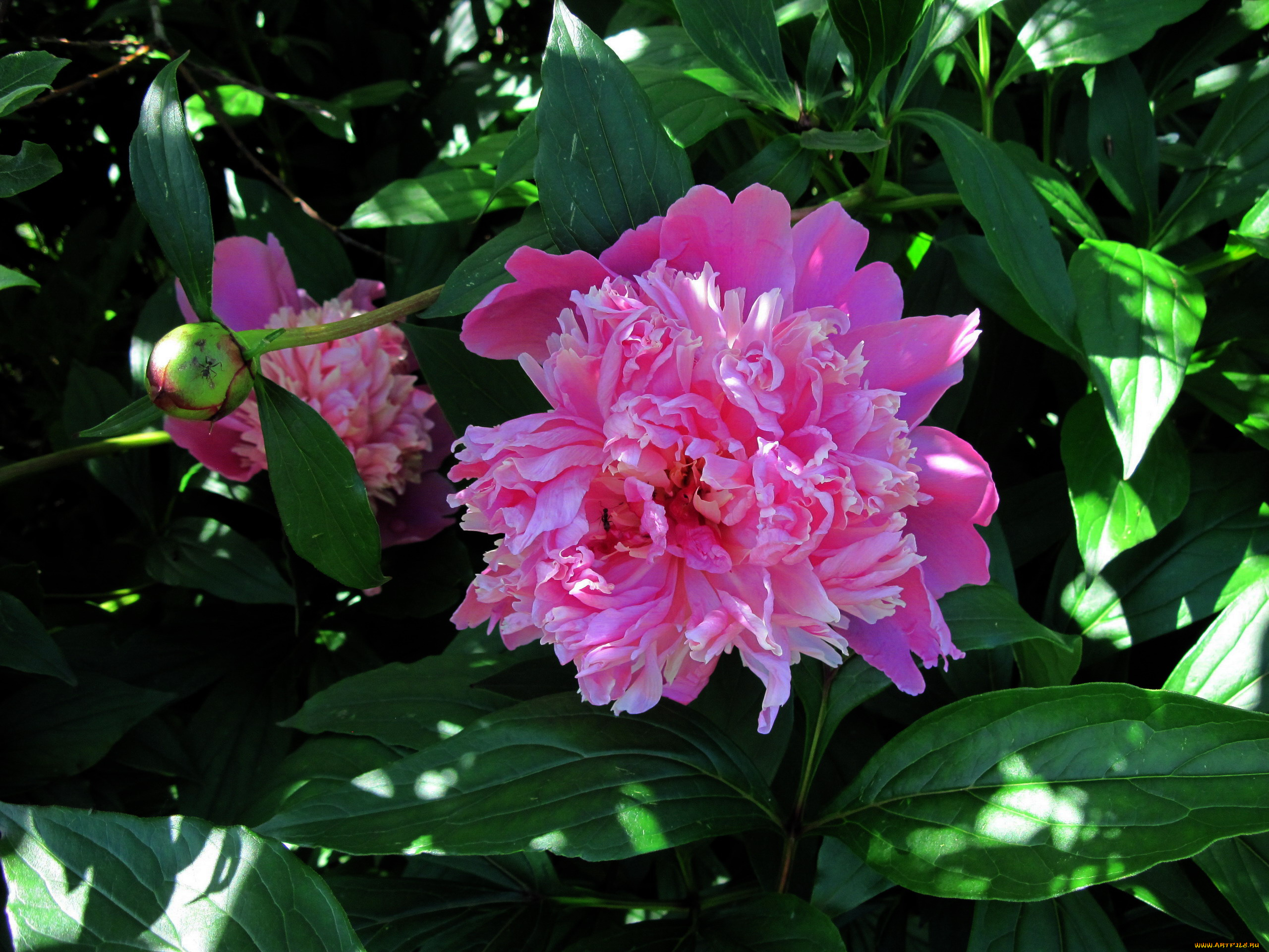 цветы, пионы, розовый