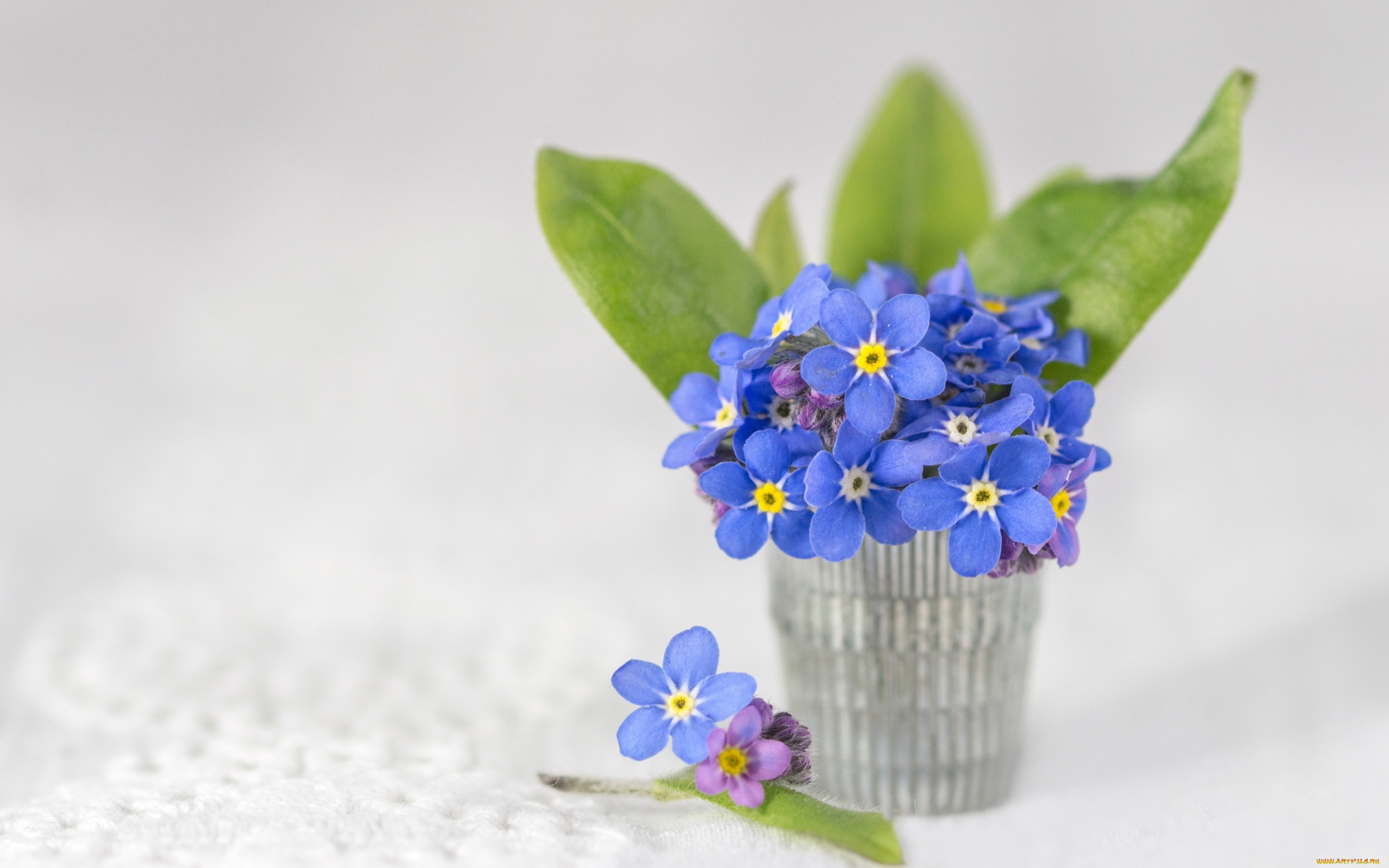 цветы, незабудки, букетик, фон
