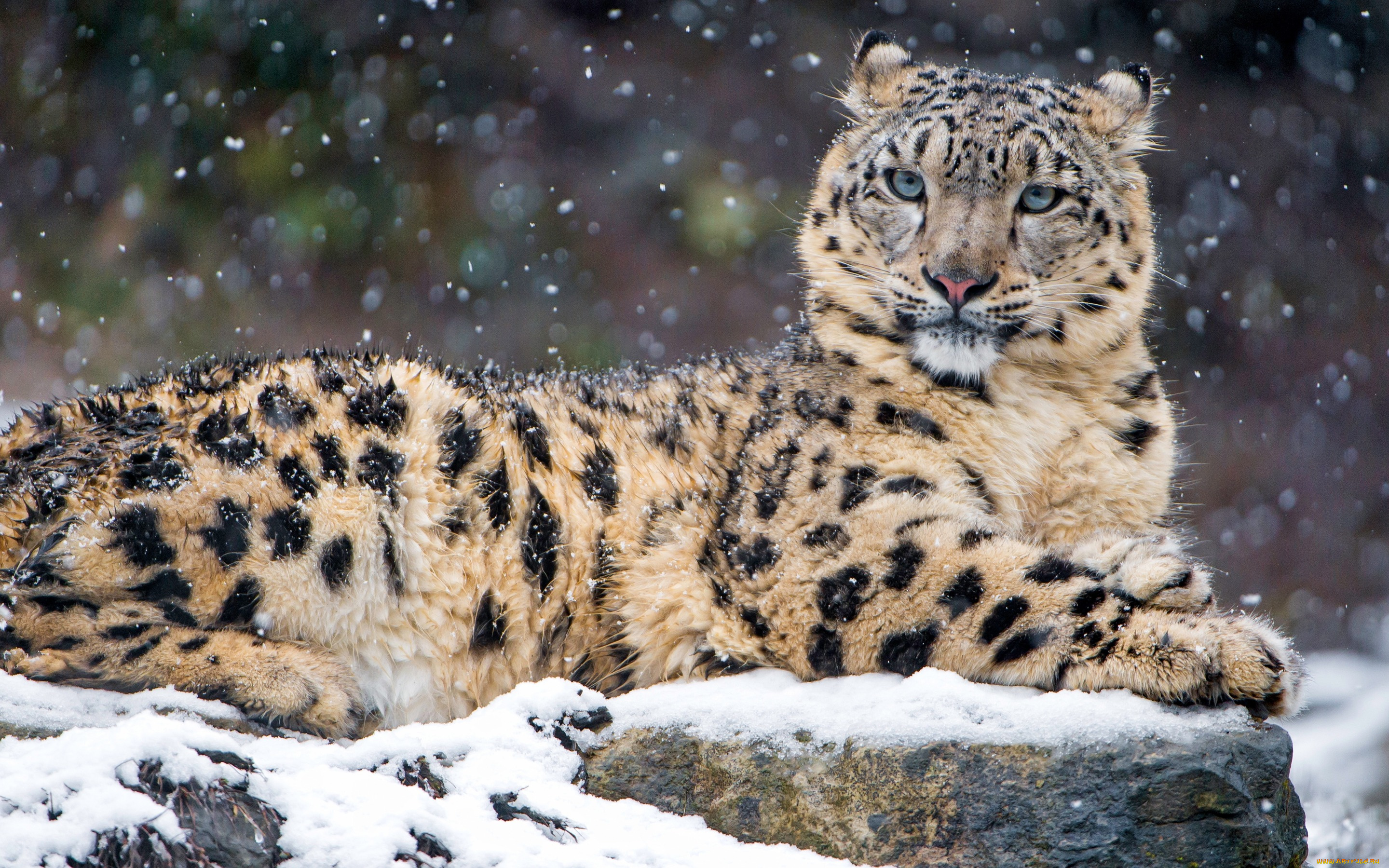 животные, снежный, барс, , ирбис, зоопарк, портрет, фон, камни, снегопад, барс, снежный, кошки, лежит, снег, зима, взгляд, дикие