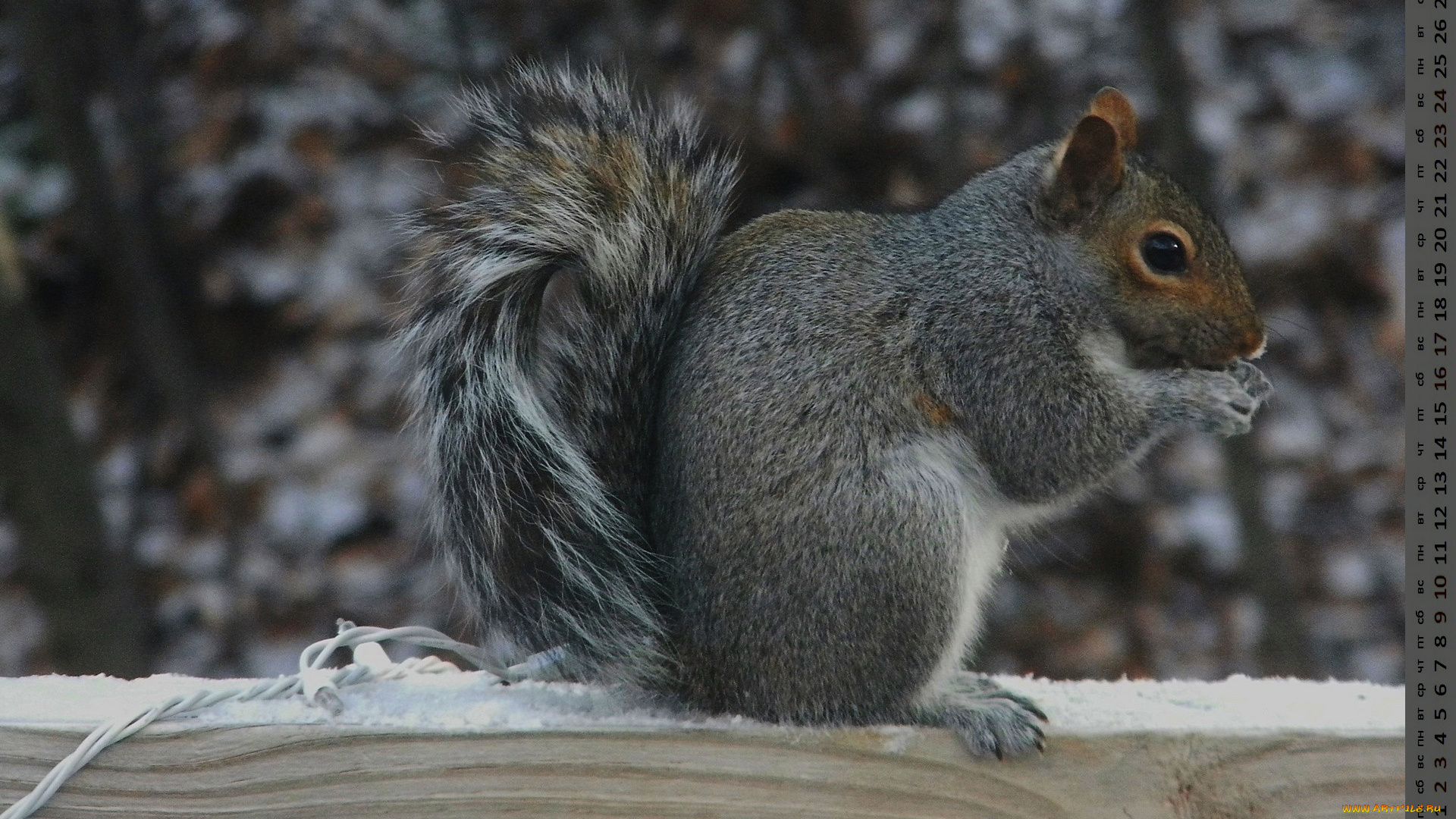 календари, животные, белка