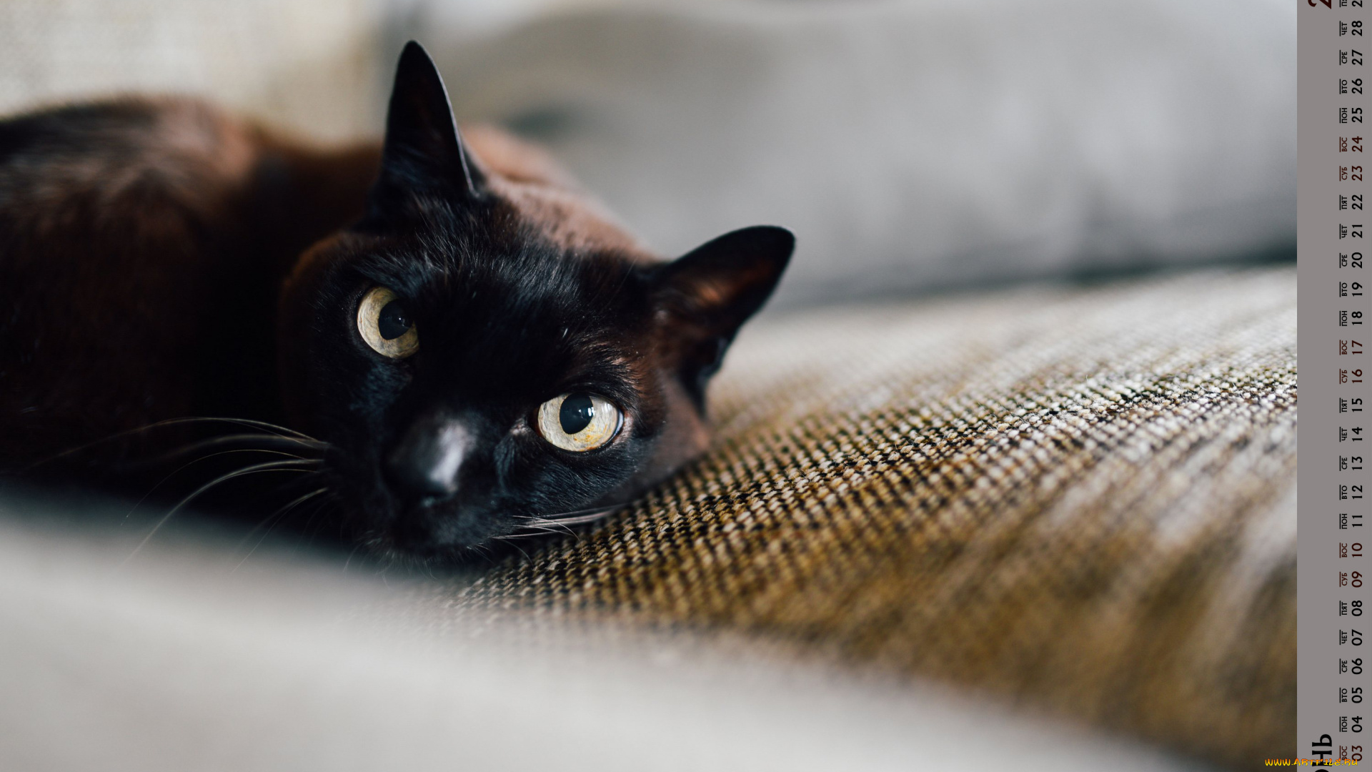 календари, животные, кошка, взгляд