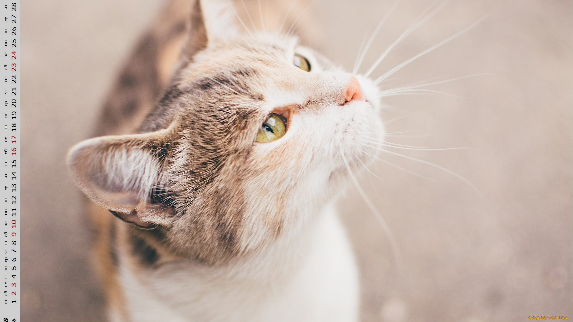 календари, животные, кошка, взгляд