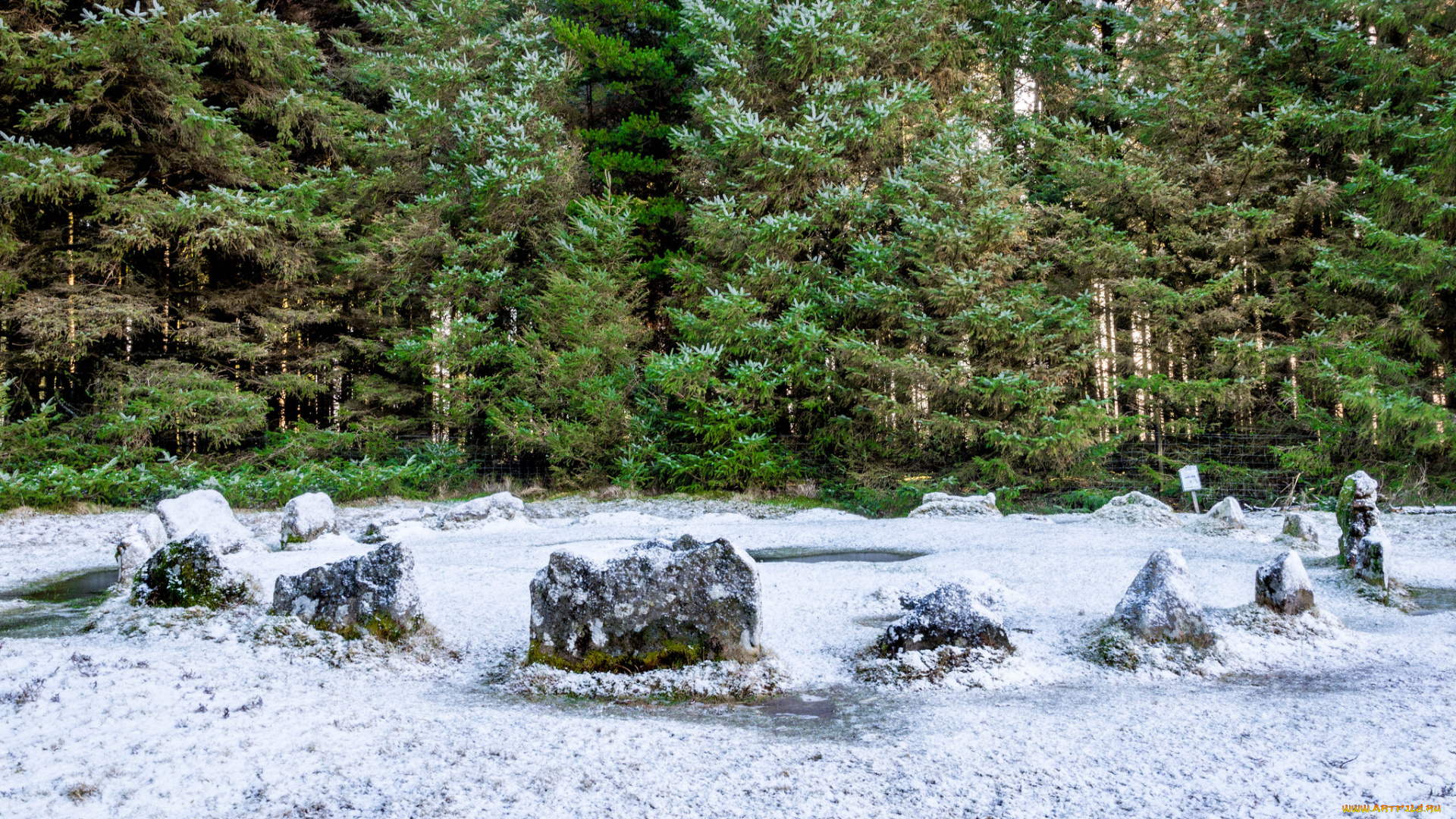 природа, лес, простор