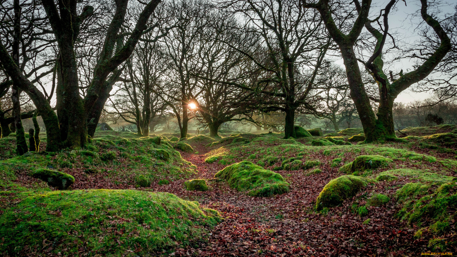 природа, лес, простор