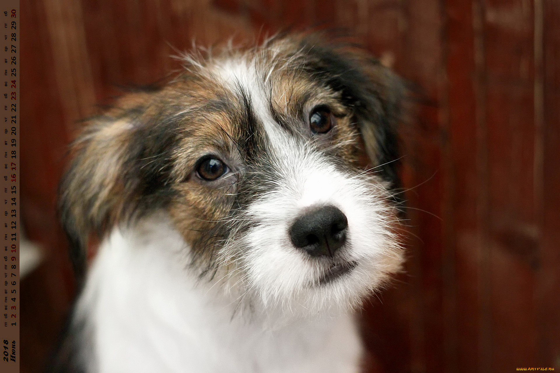 календари, животные, собака, взгляд