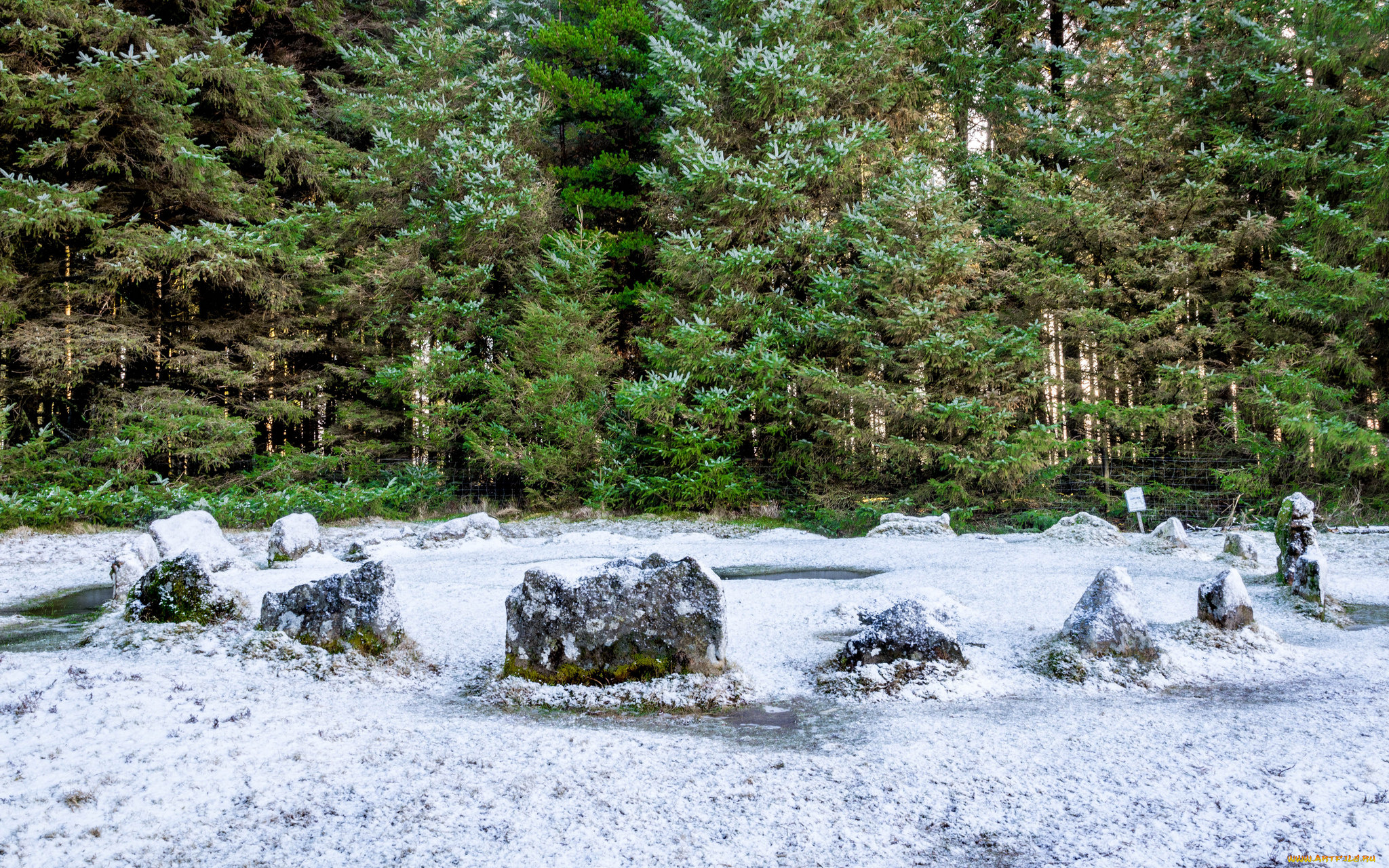 природа, лес, простор