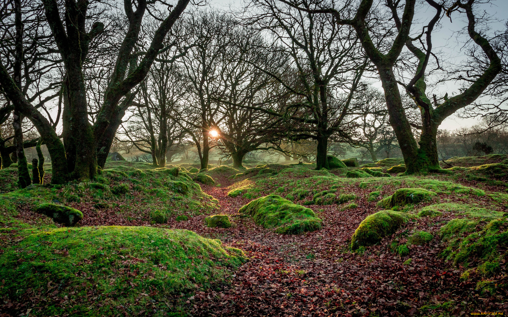 природа, лес, простор