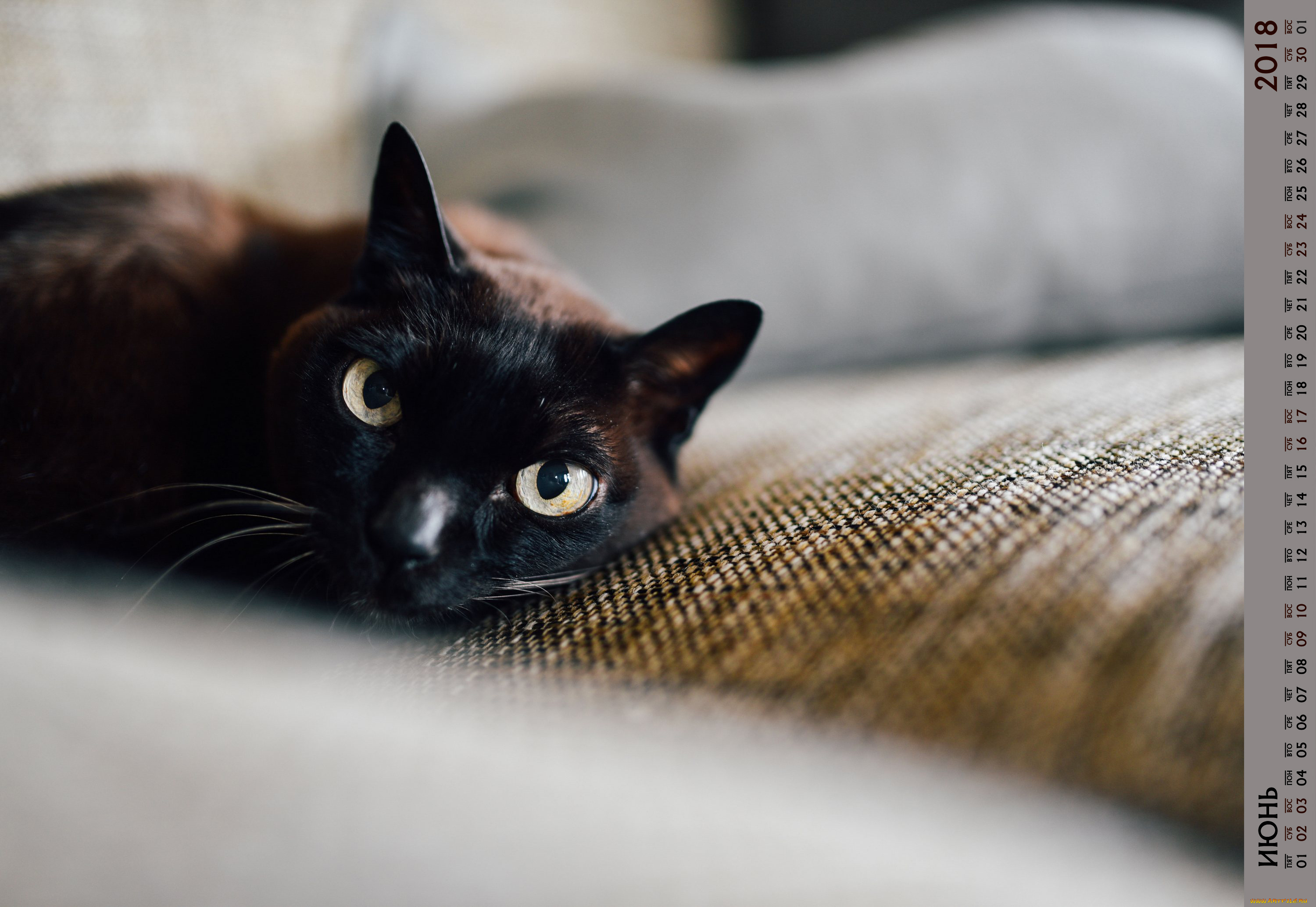 календари, животные, кошка, взгляд