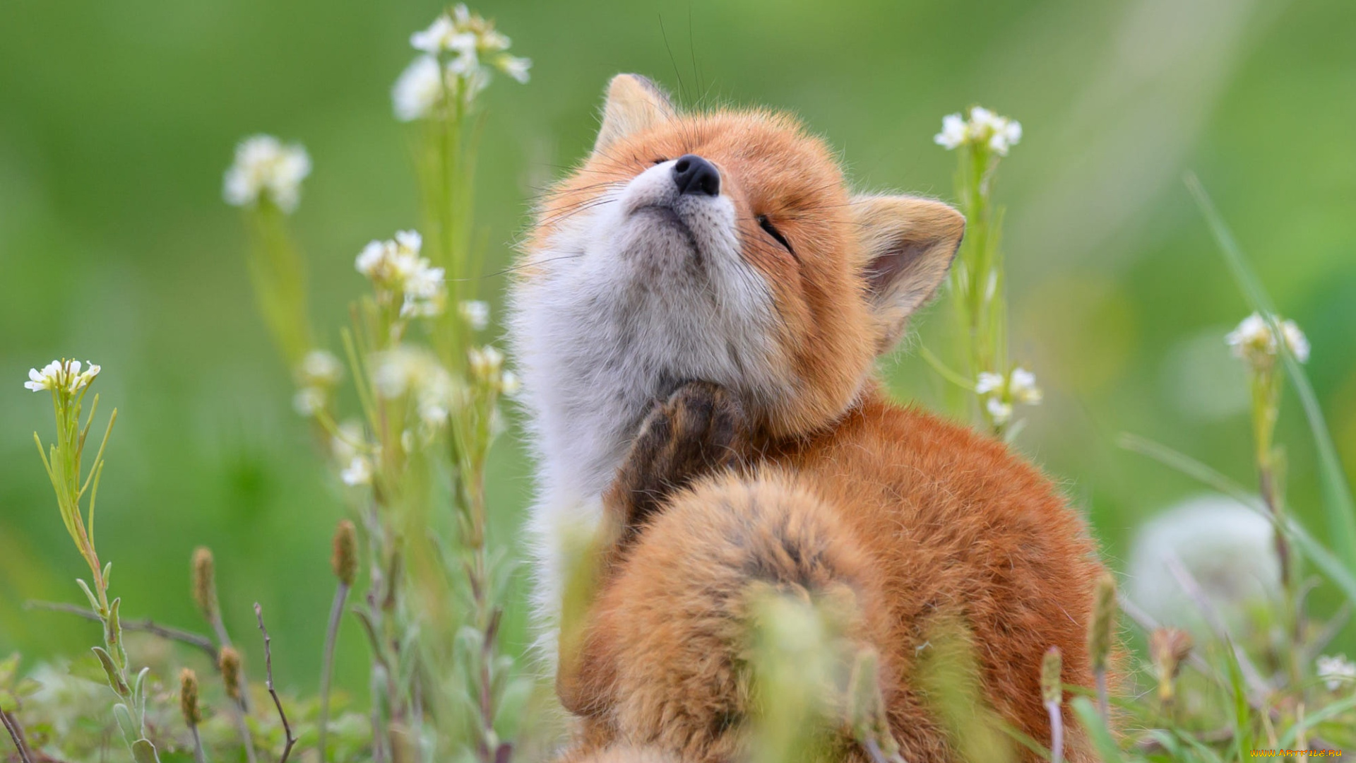 животные, лисы, цветы, природа, поза, лиса, сидит, лисенок, чешется