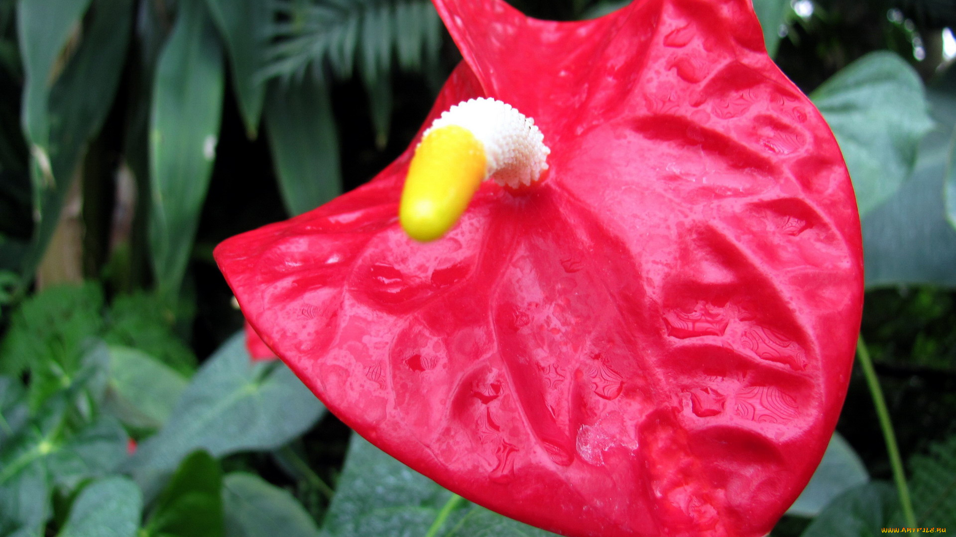 цветы, антуриум, , цветок, фламинго, макро