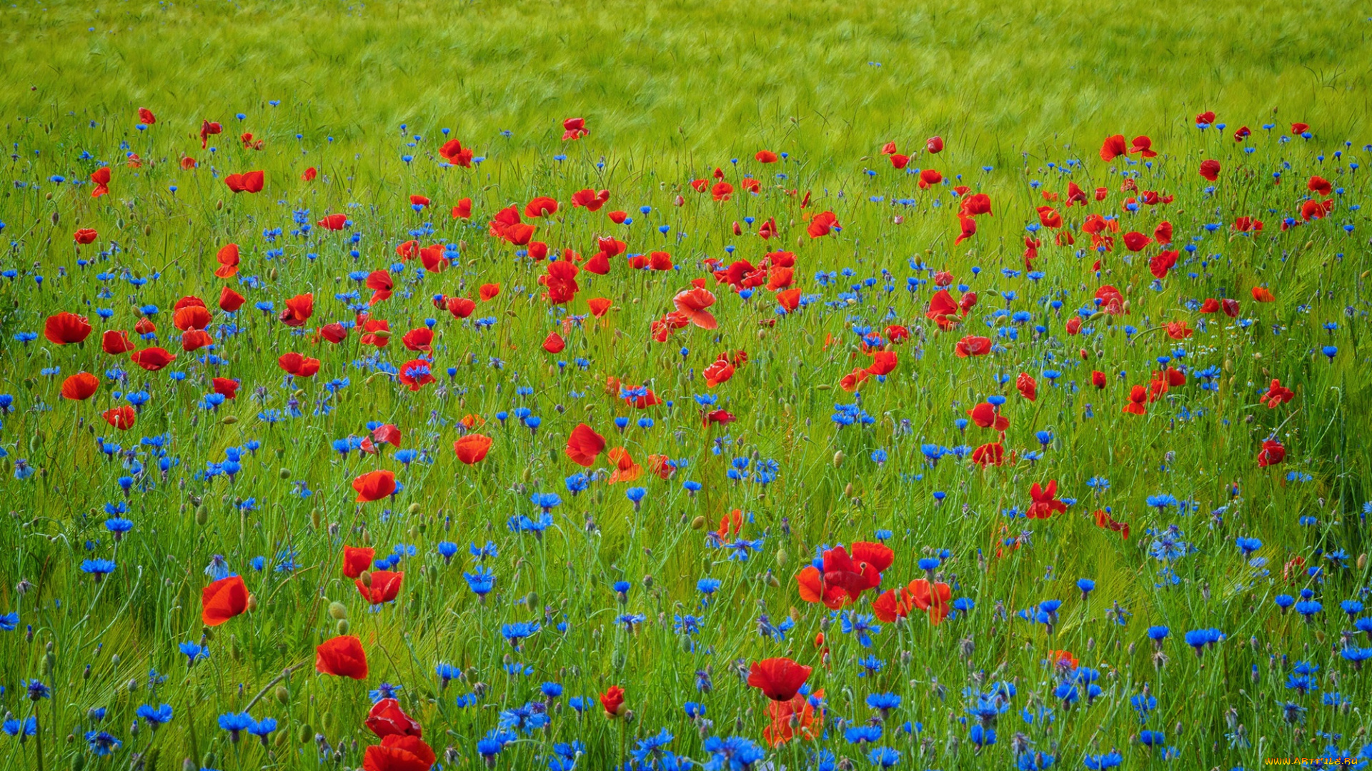 цветы, луговые, , полевые, , цветы, маки