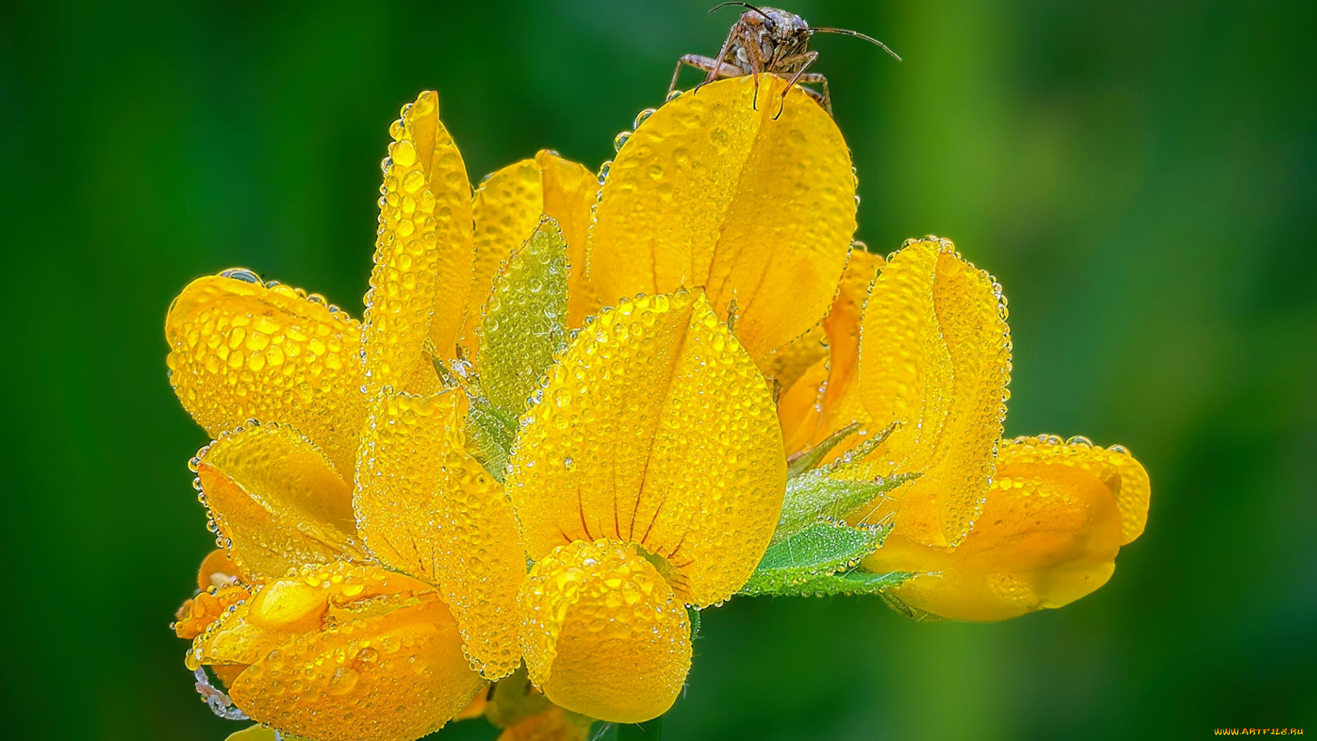 цветы, луговые, , полевые, , цветы, макро