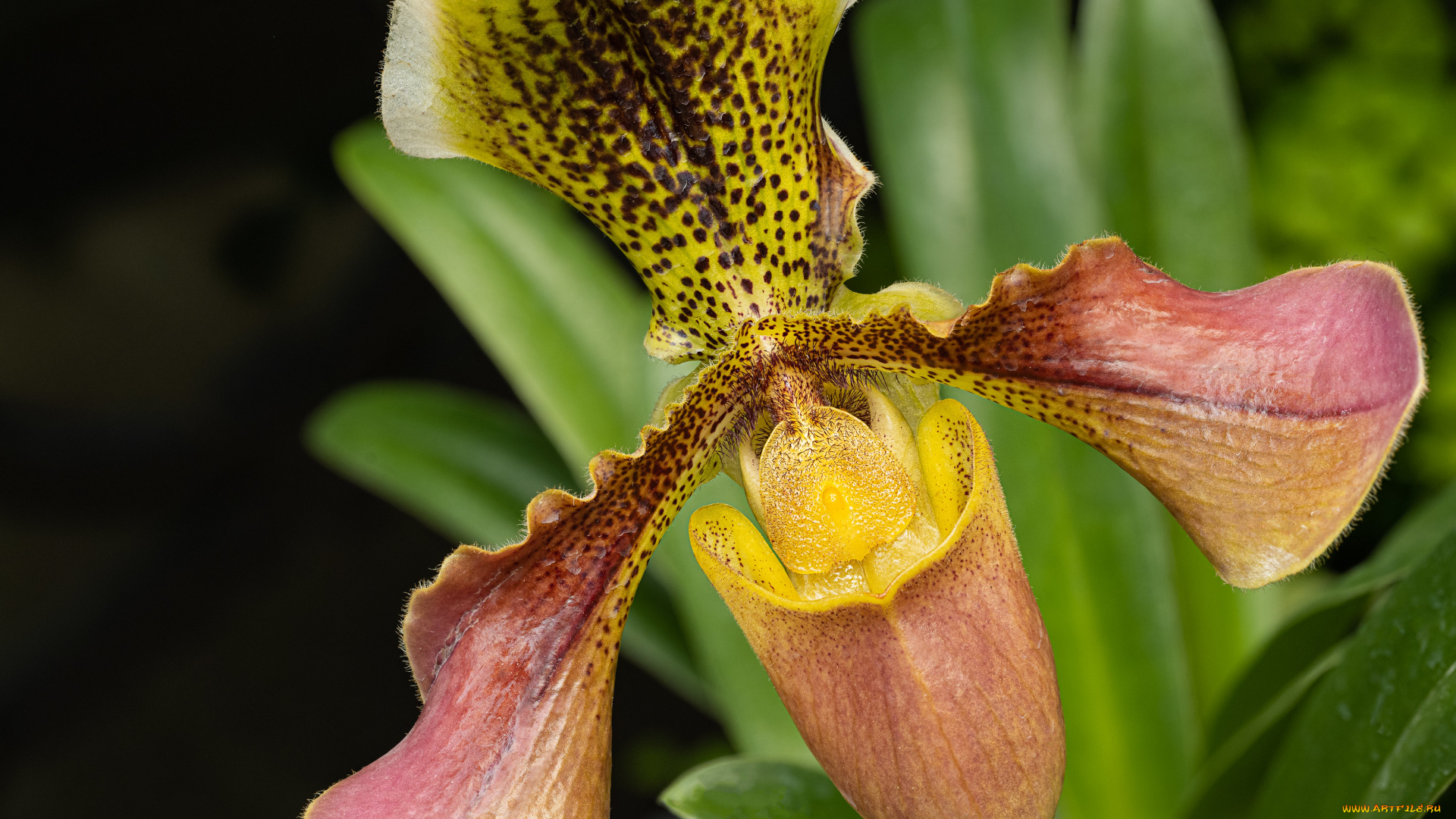 цветы, орхидеи, орхидея