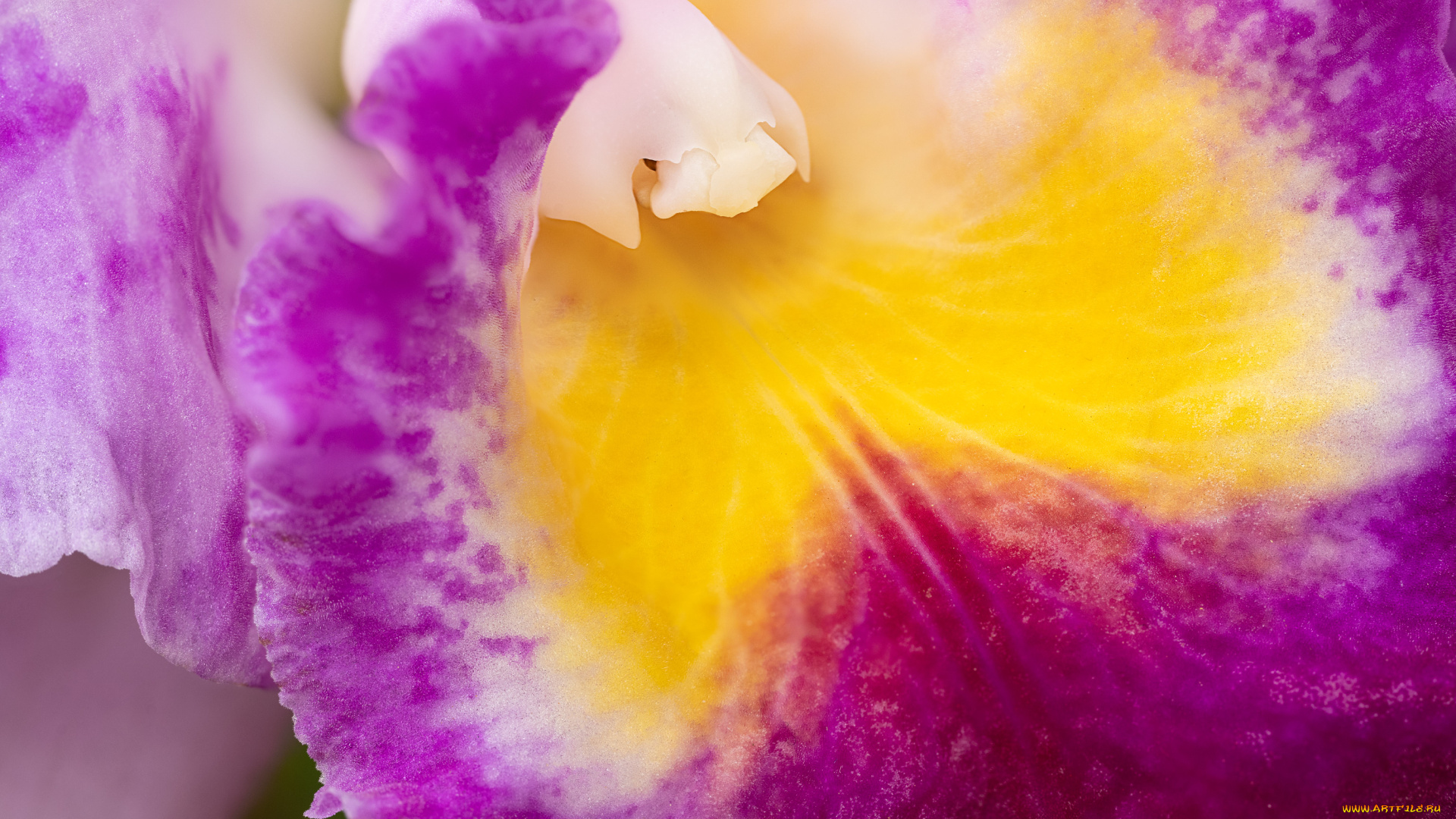 цветы, орхидеи, орхидея