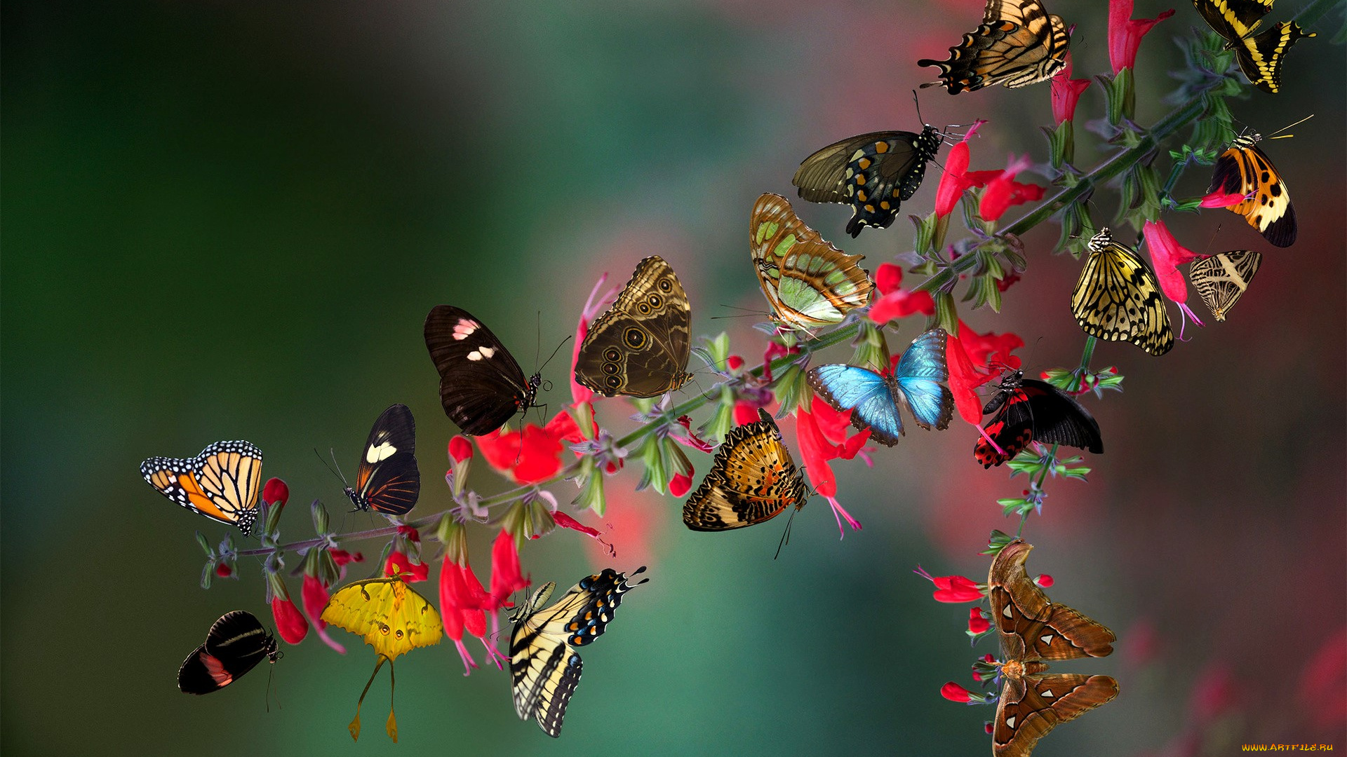 животные, бабочки, , мотыльки, , моли, ветка