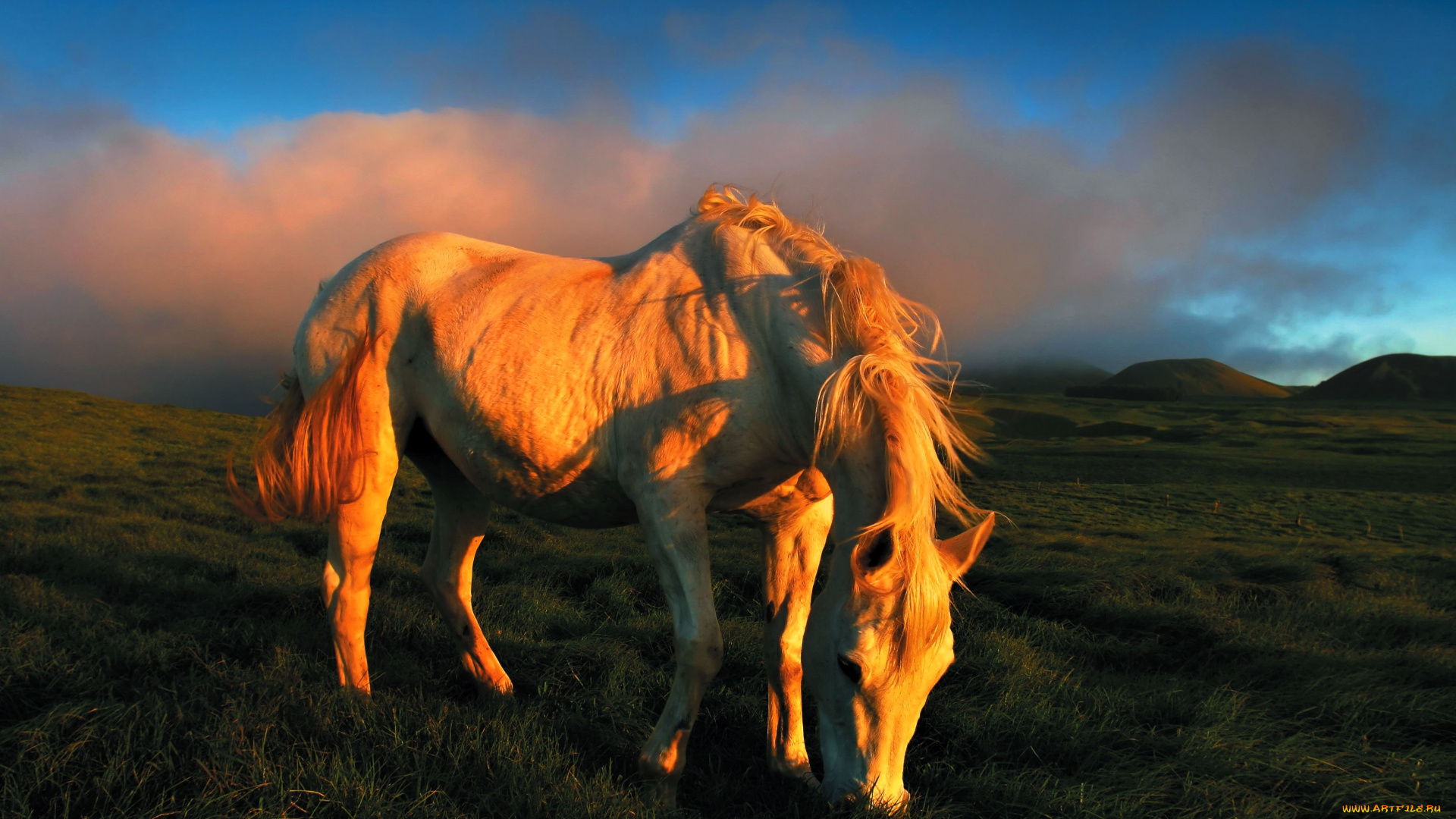 животные, лошади, лошадь, белая, луг
