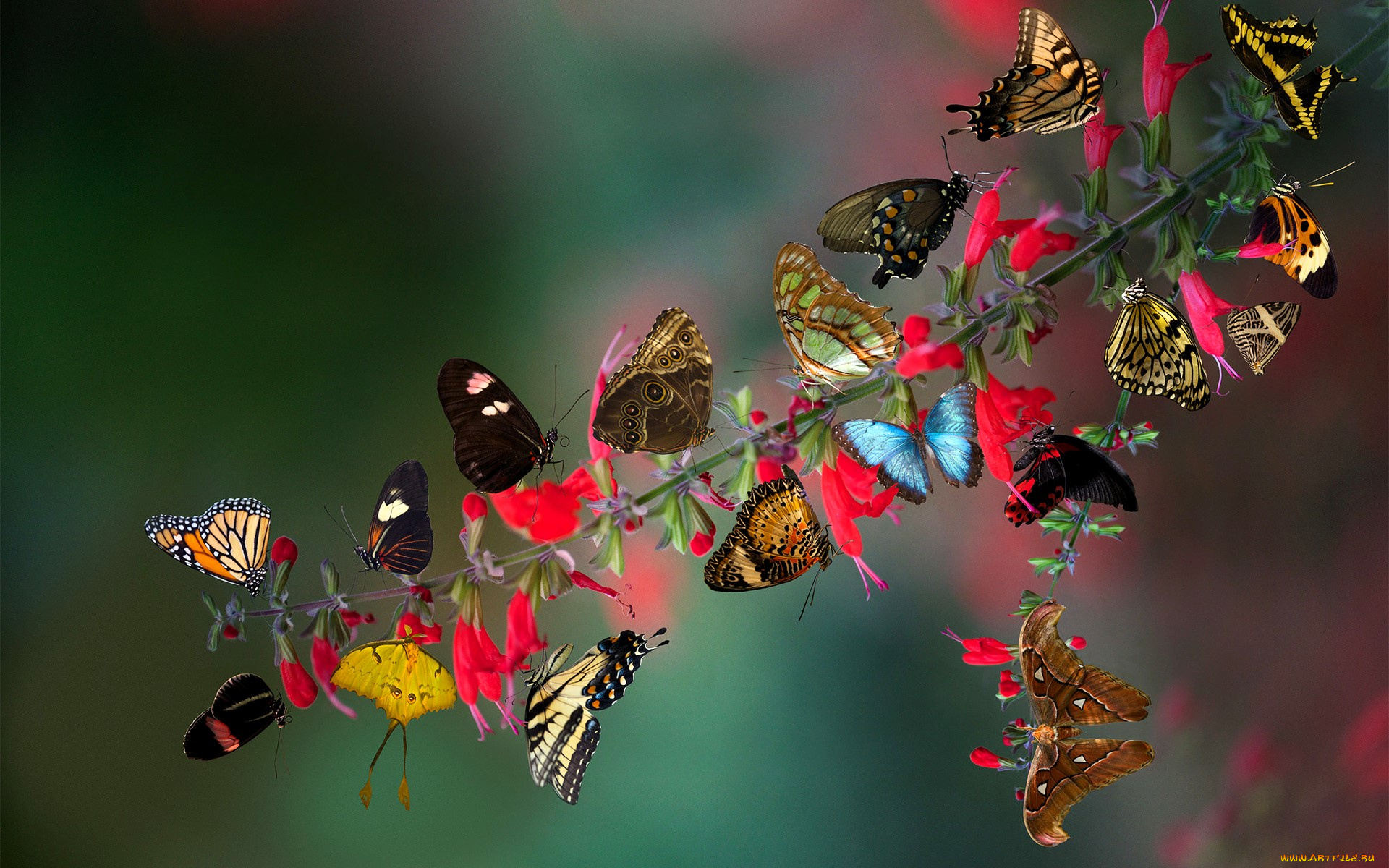 животные, бабочки, , мотыльки, , моли, ветка