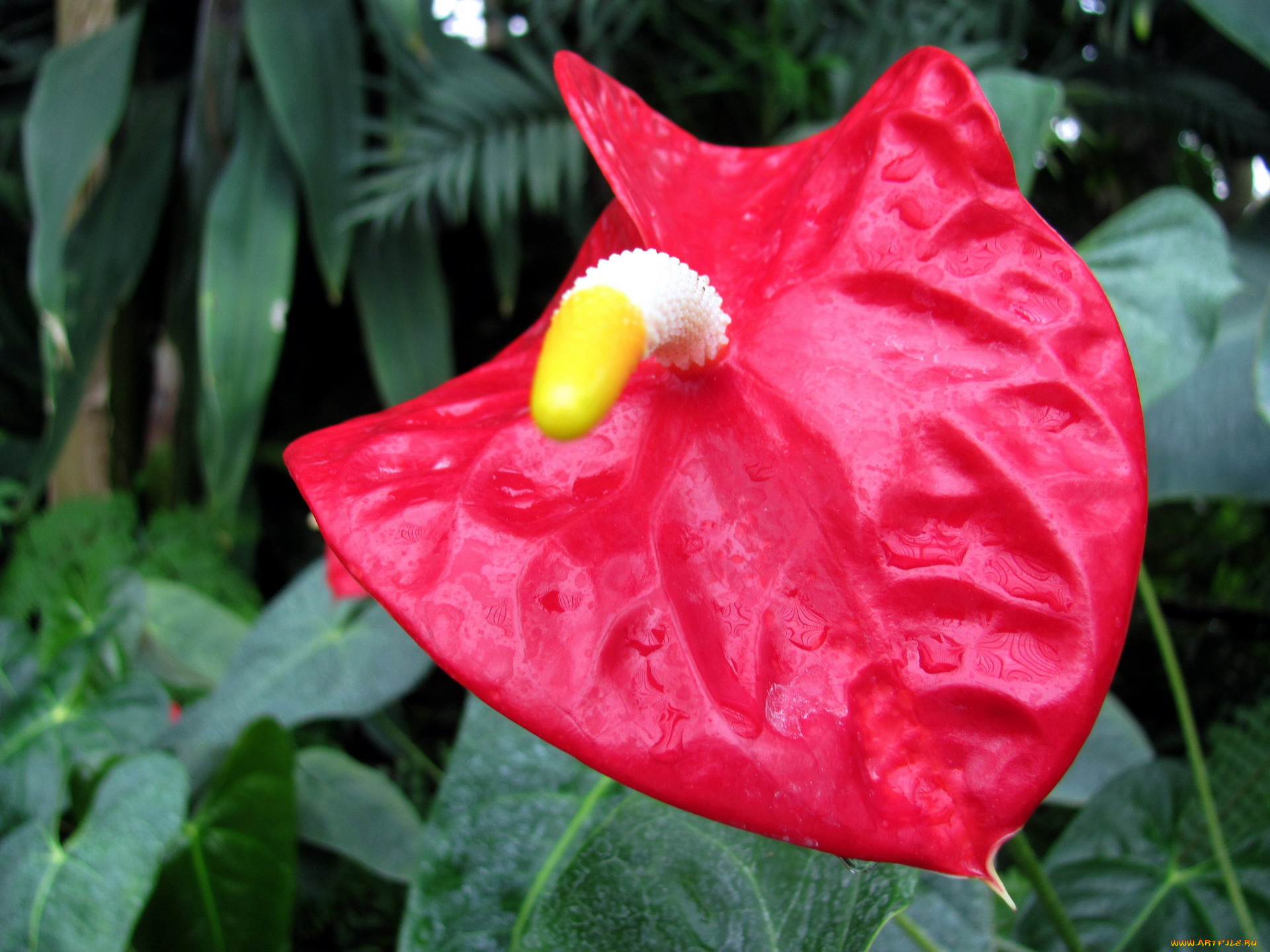 цветы, антуриум, , цветок, фламинго, макро