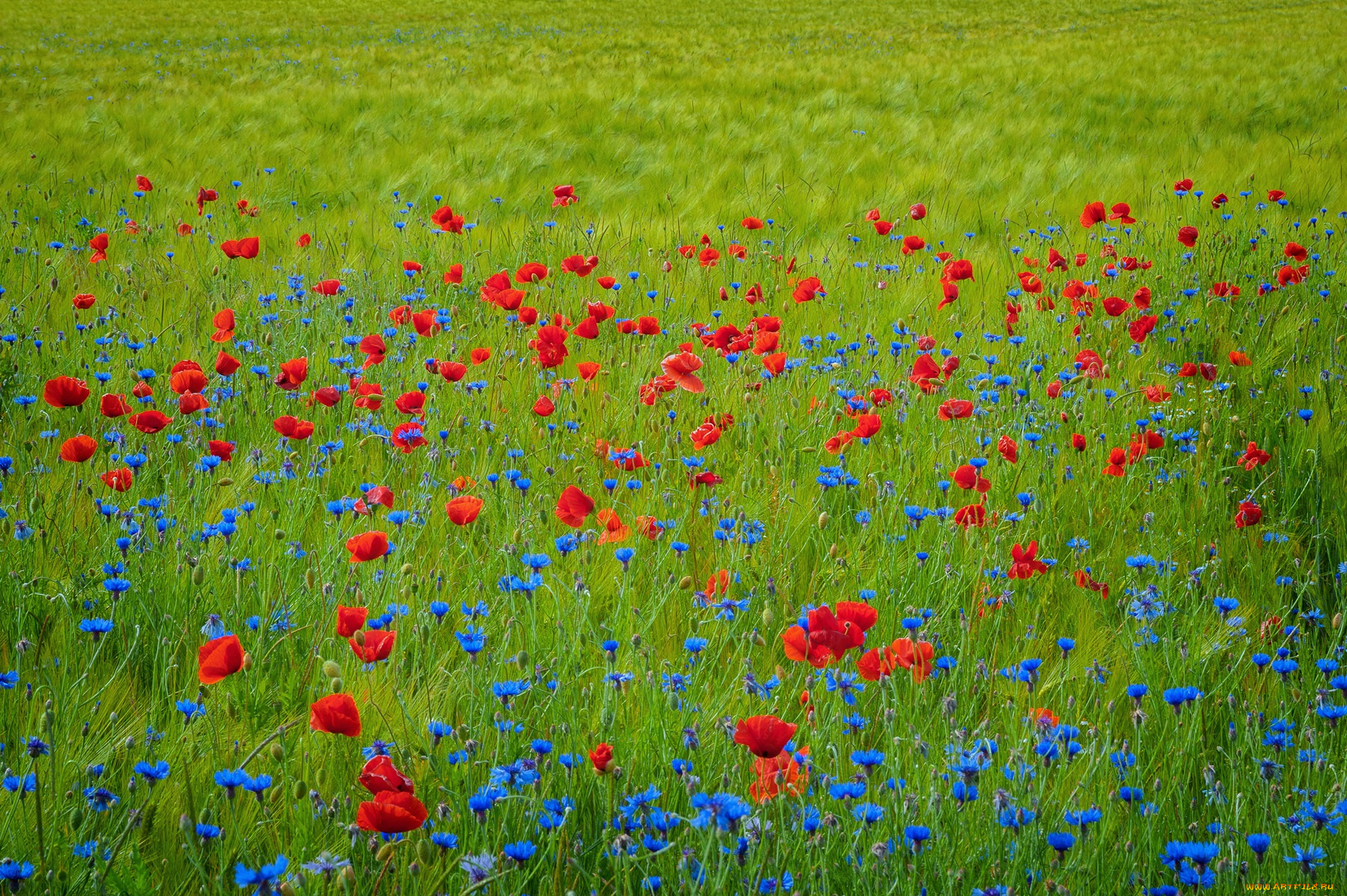 цветы, луговые, , полевые, , цветы, маки