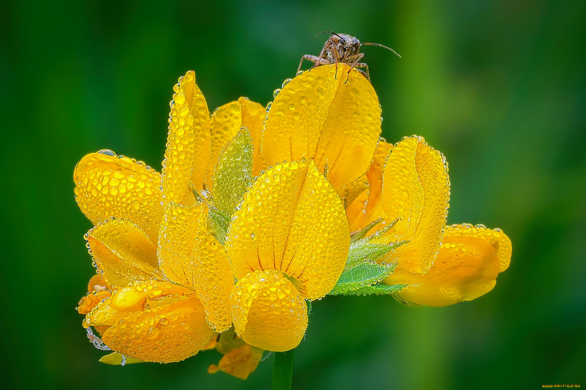 цветы, луговые, , полевые, , цветы, макро