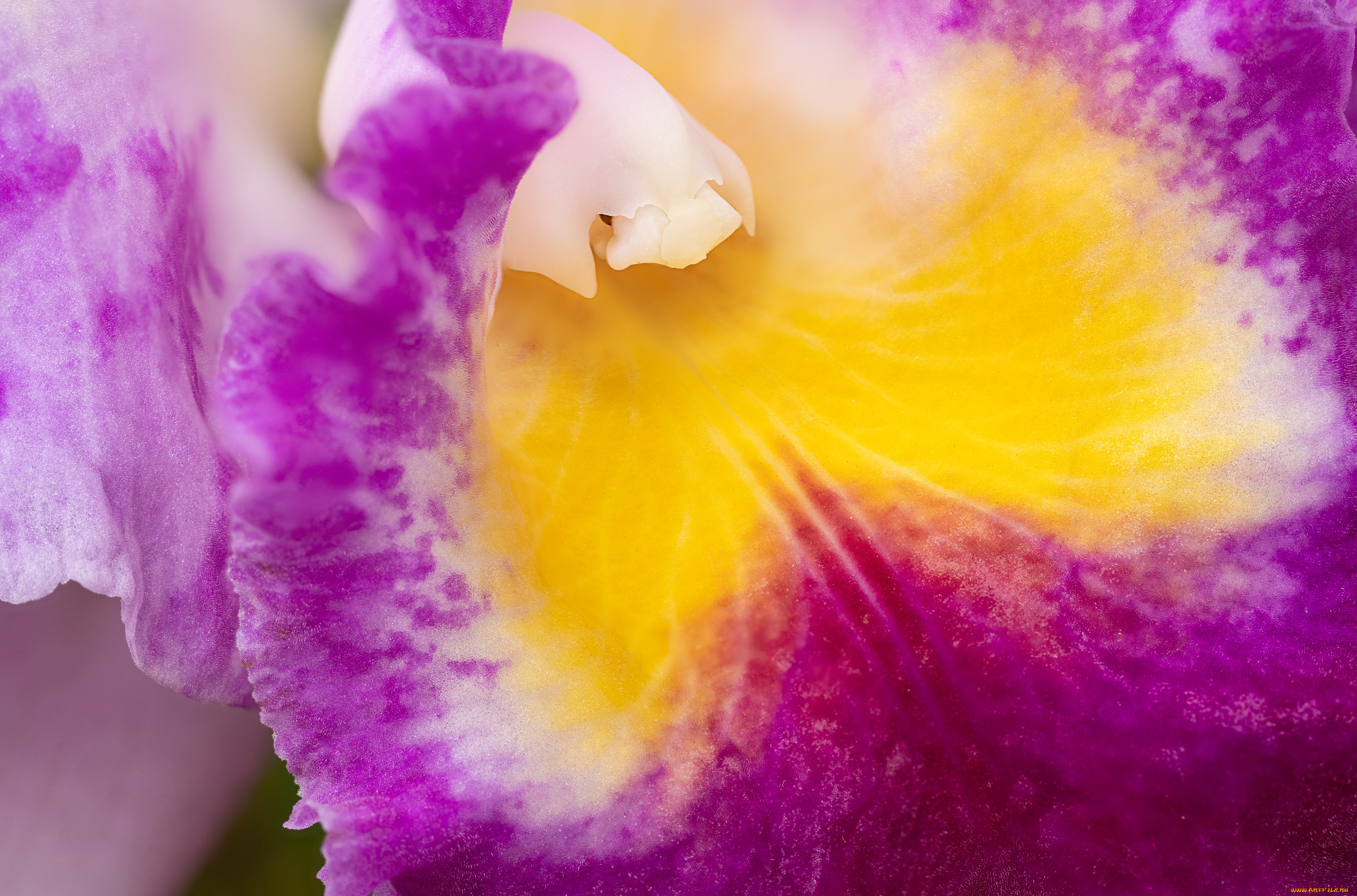 цветы, орхидеи, орхидея