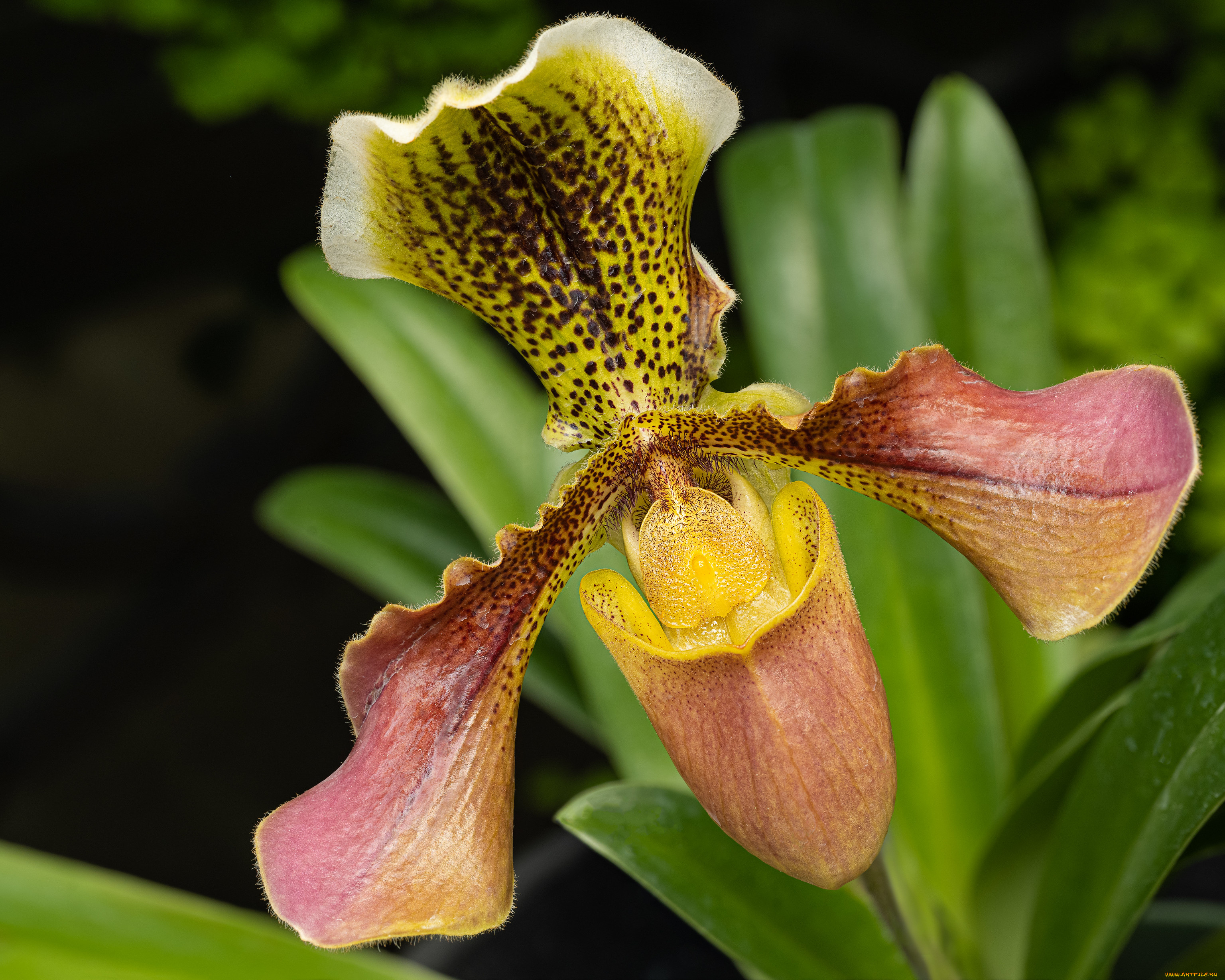 цветы, орхидеи, орхидея