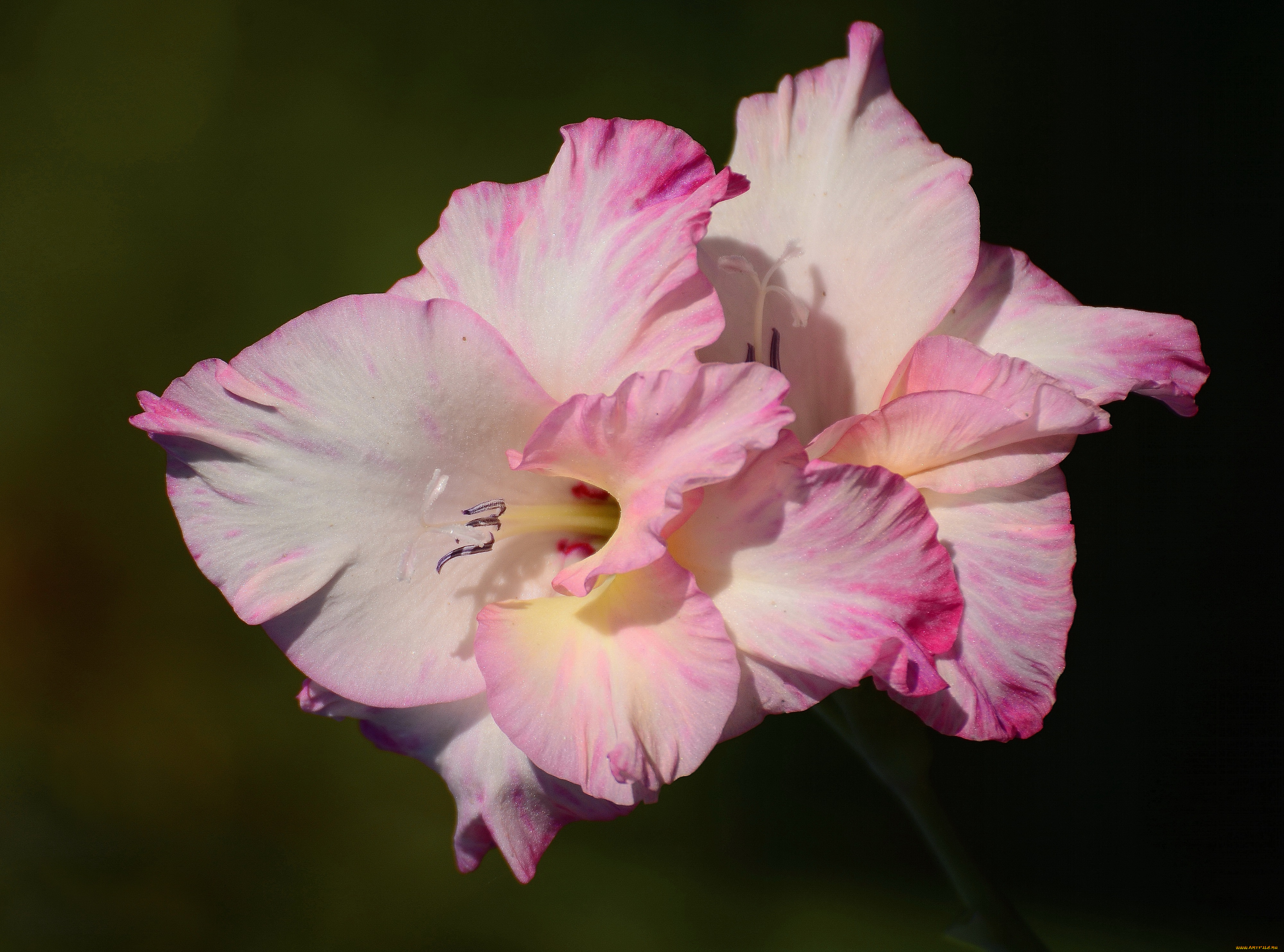 цветы, гладиолусы