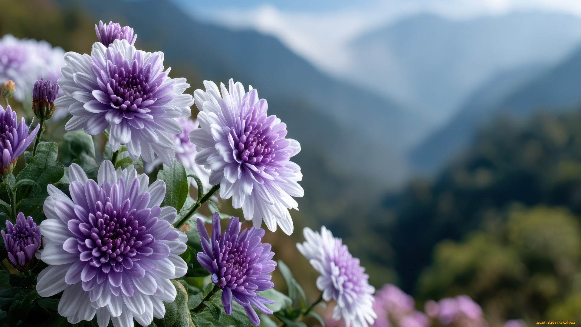 3д, графика, цветы, , flowers, хризантемы