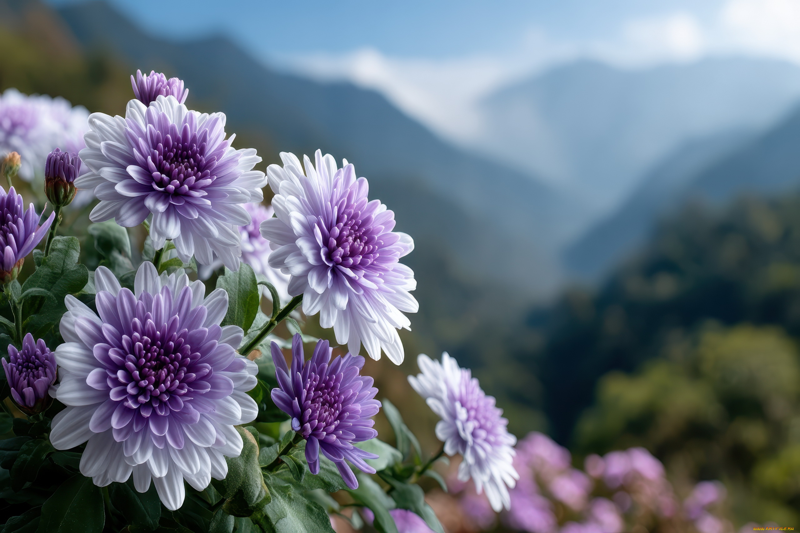 3д, графика, цветы, , flowers, хризантемы