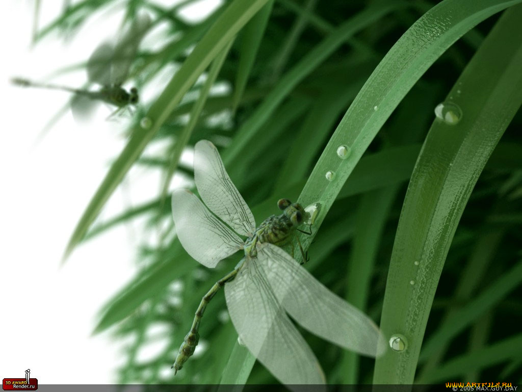 животные, стрекозы