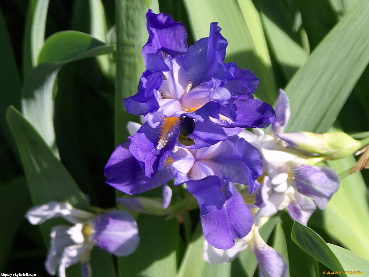 цветочки, цветы, ирисы