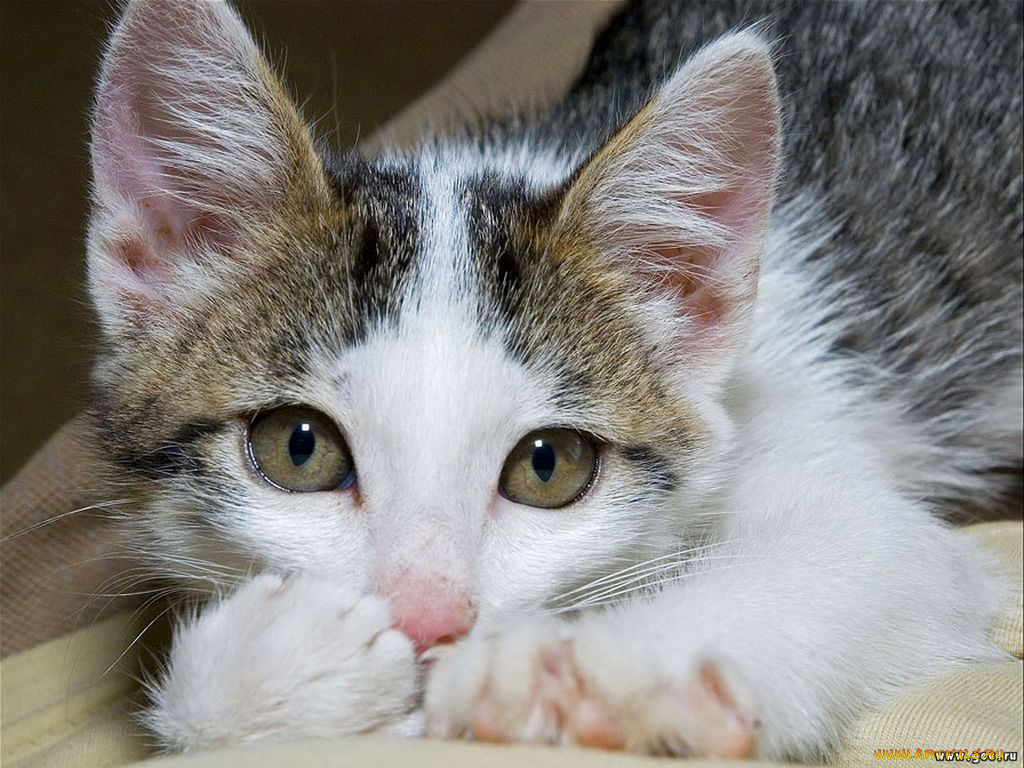 животные, коты