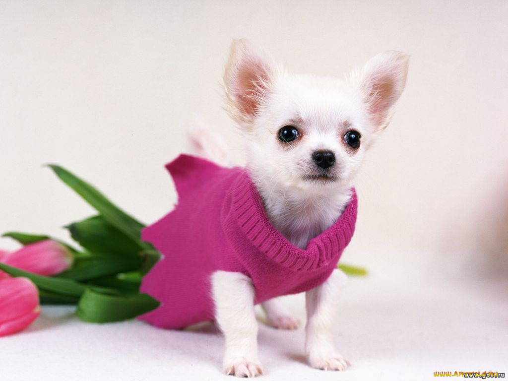 животные, собаки