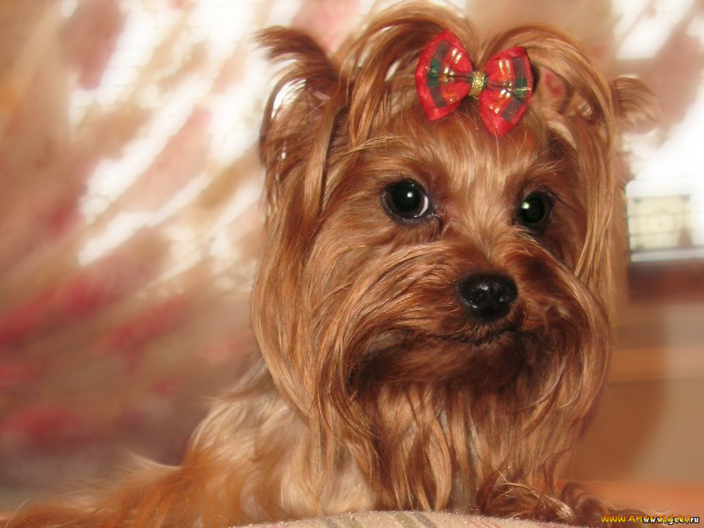 животные, собаки