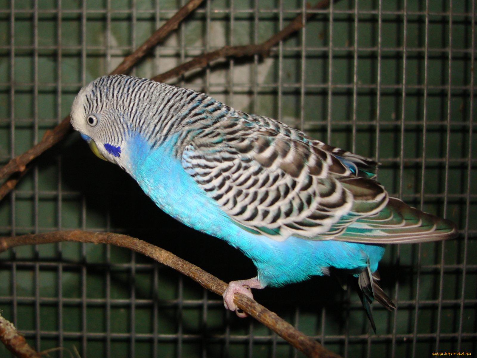 животные, попугаи