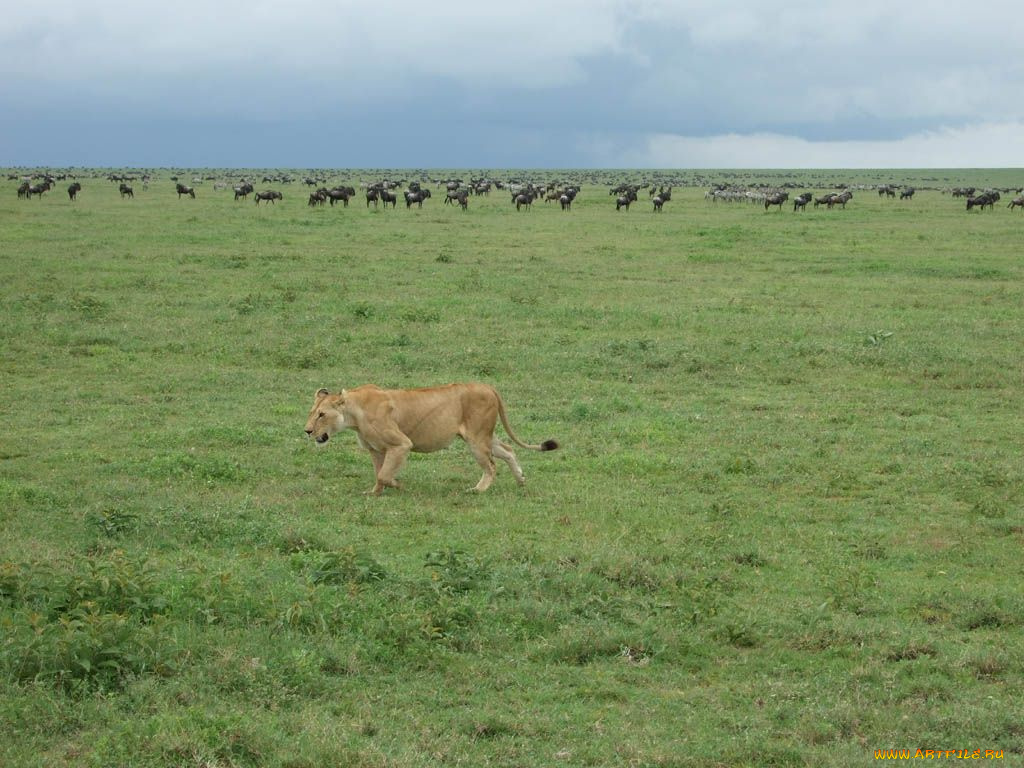 животные, разные, вместе