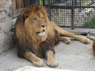 Картинка животные львы