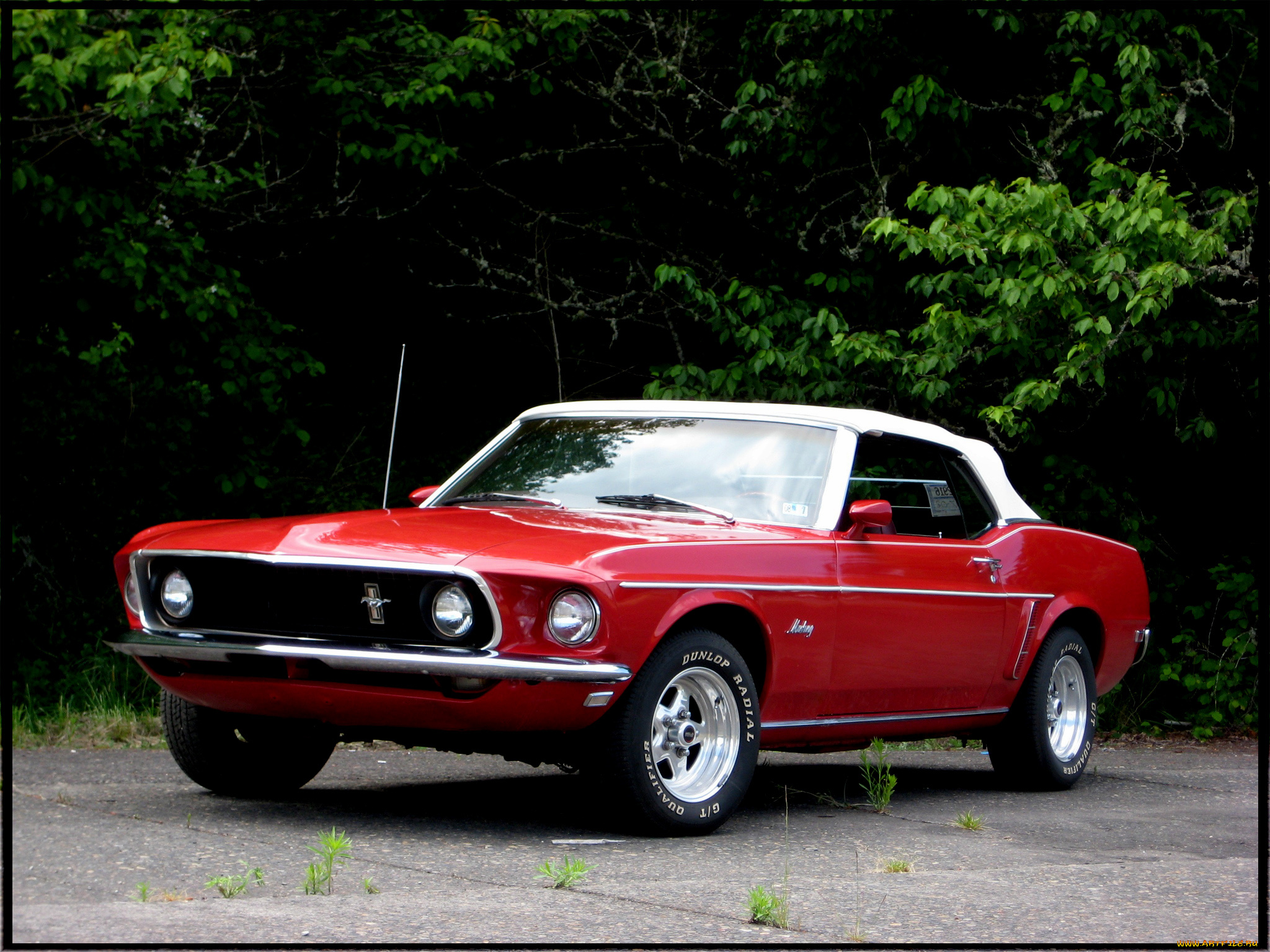 автомобили, mustang