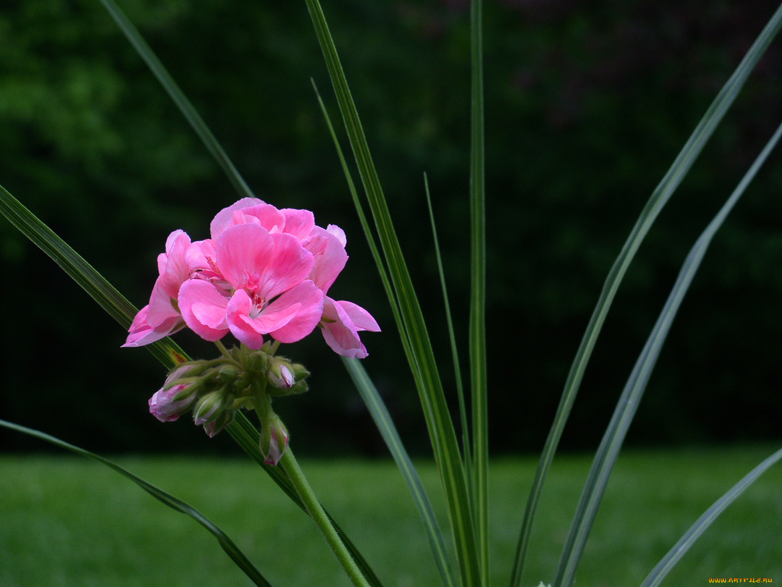 цветы, герань