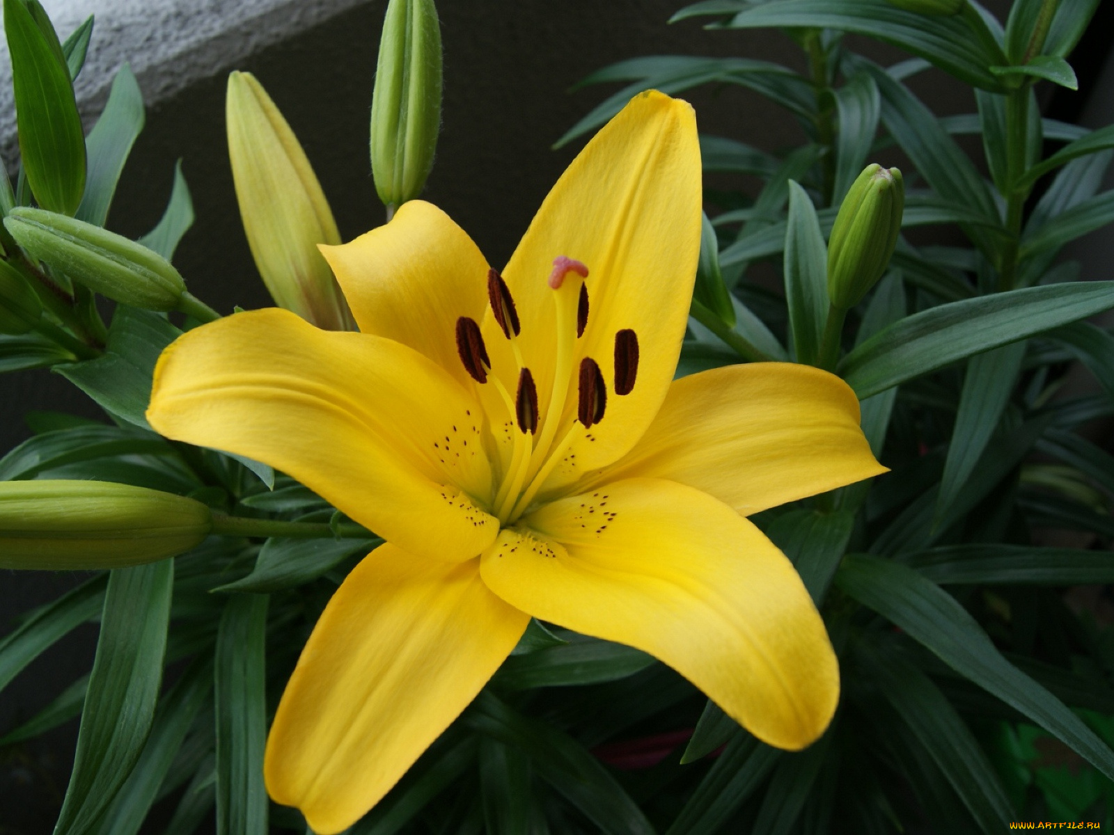 цветы, лилии, лилейники