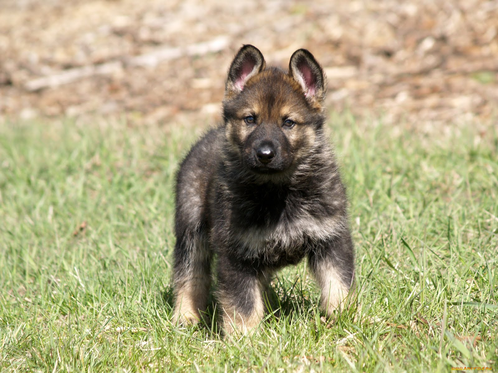 животные, собаки