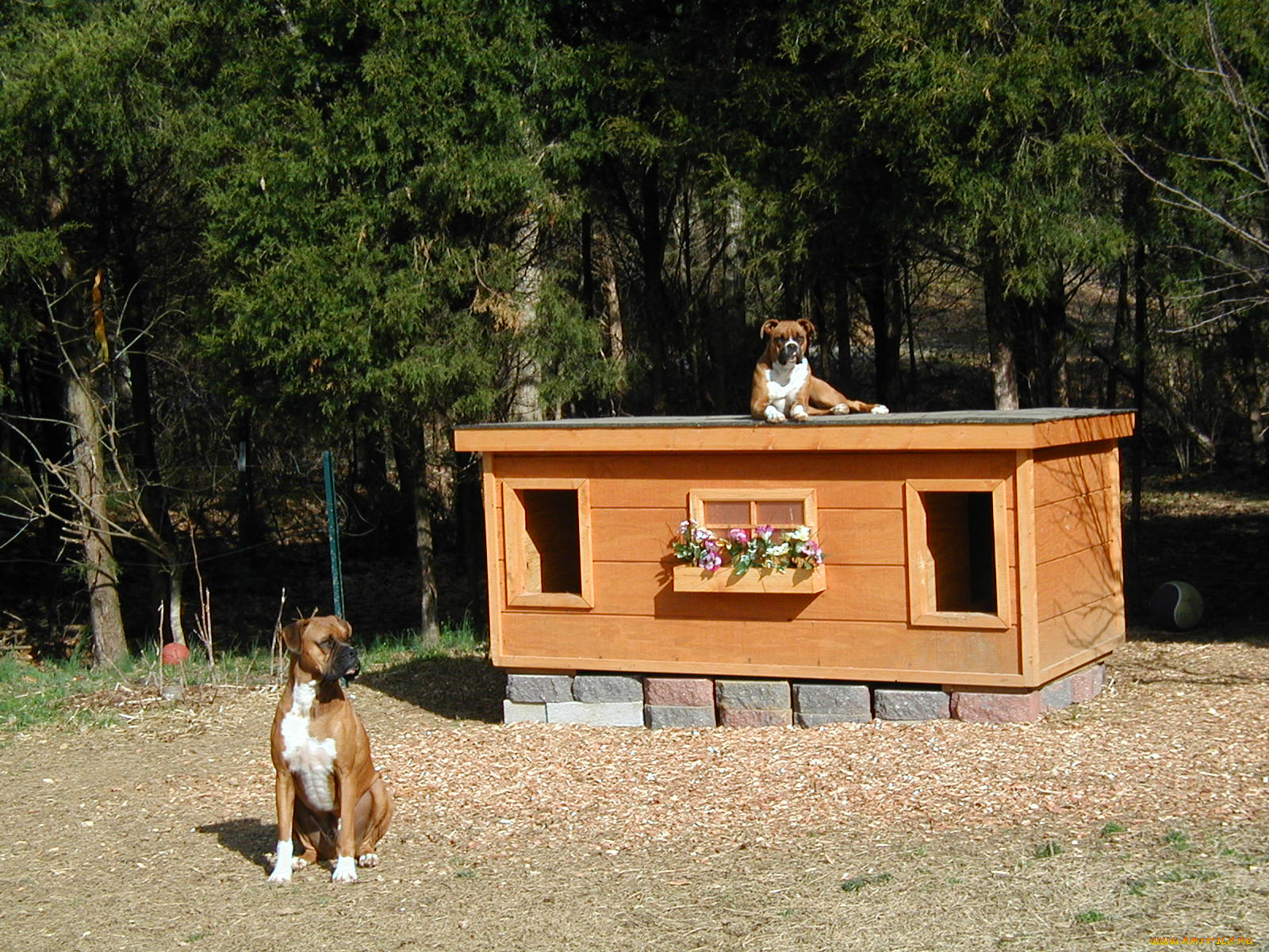 животные, собаки