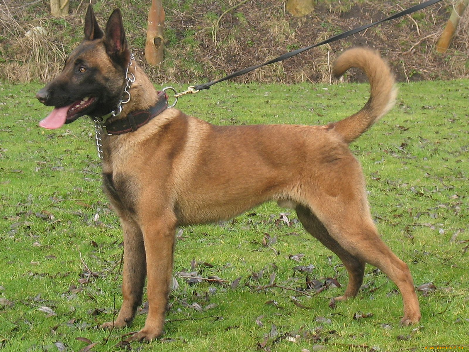 животные, собаки