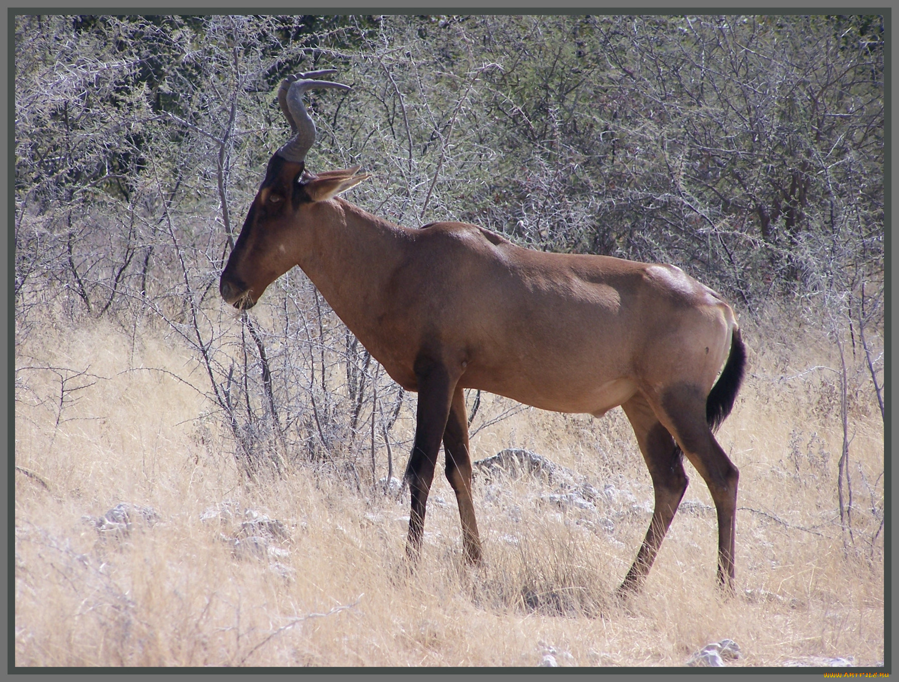 животные, антилопы